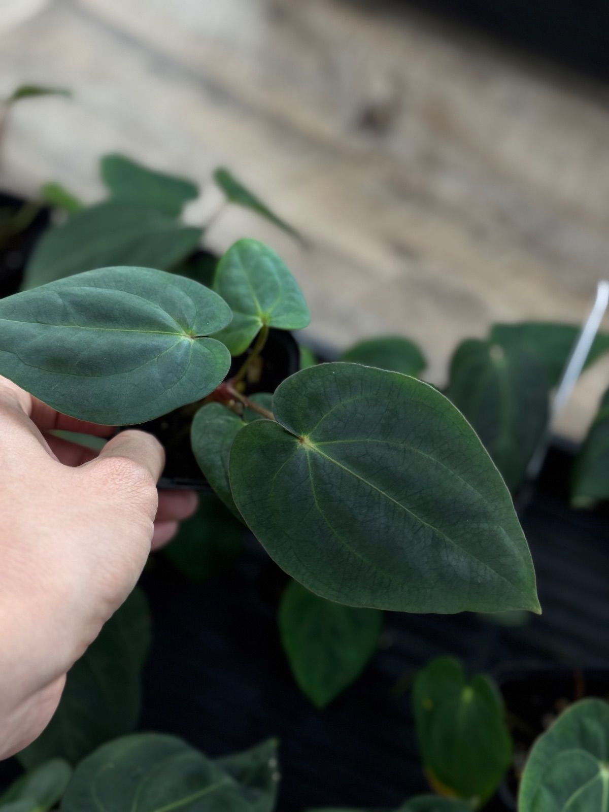 Anthurium antolakii (Scott) x carlablackiae (Scott) - メルカリ