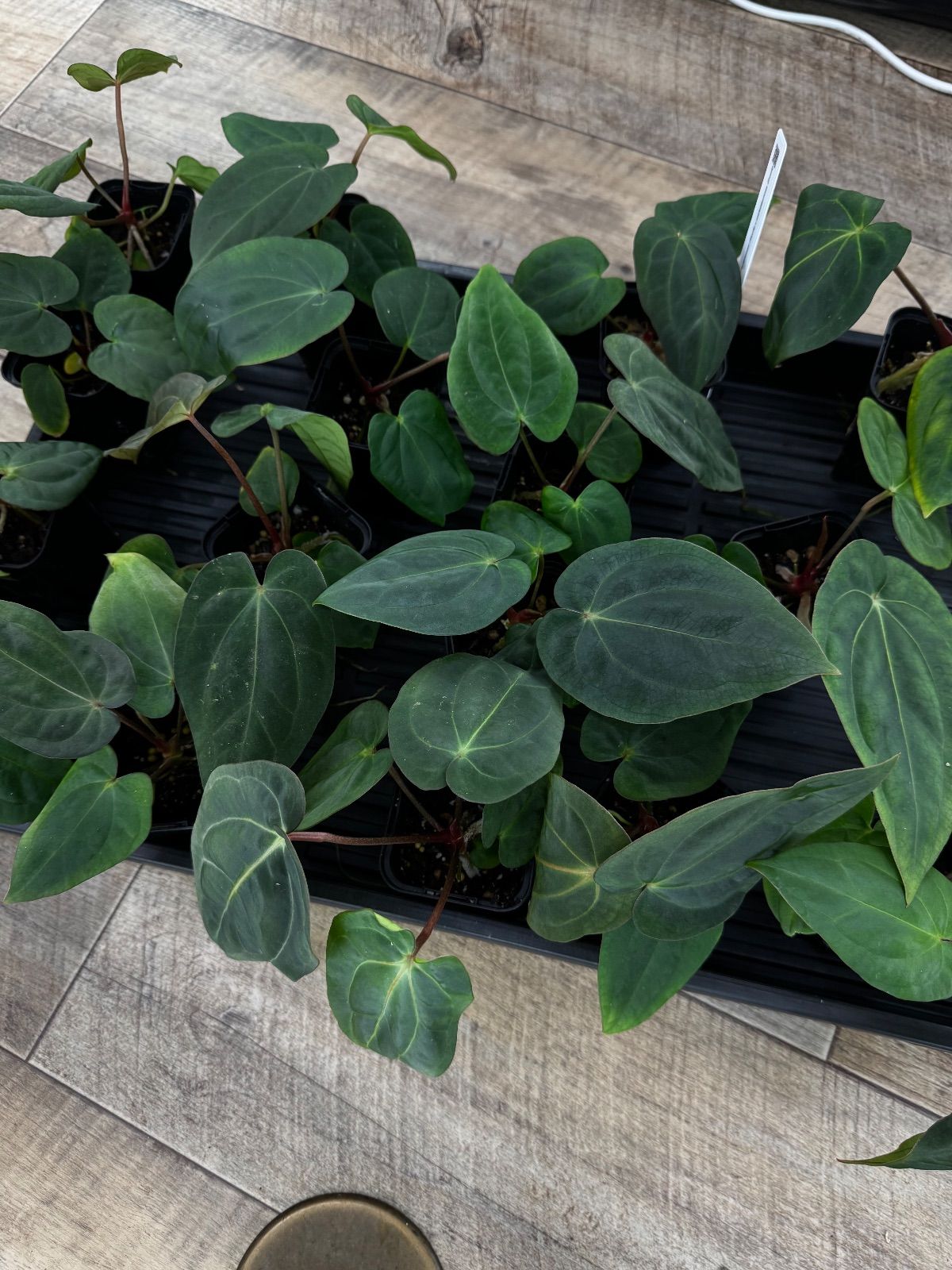 Anthurium antolakii (Scott) x carlablackiae (Scott) - メルカリ