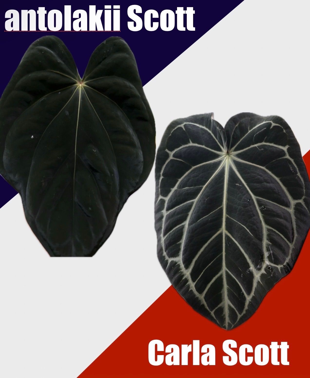 Anthurium antolakii (Scott) x carlablackiae (Scott) - メルカリ