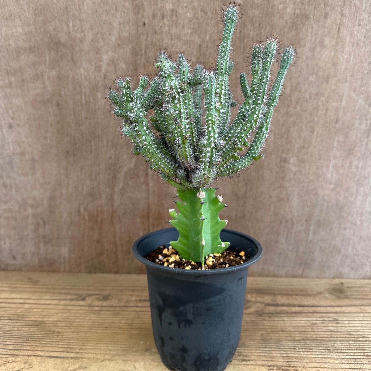 ユーフォルビア バイオエンシス ① トウダイグサ科 ユーフォルビア属