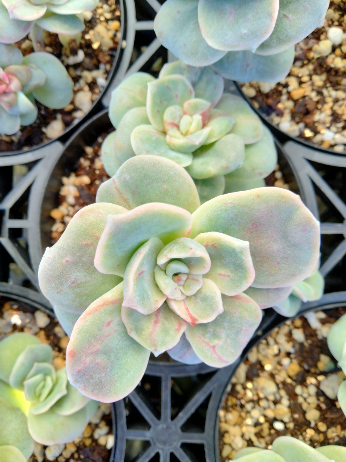 ラブリーローズ錦 赤 親株バンプ 葉挿し苗1年生 ① - メルカリ