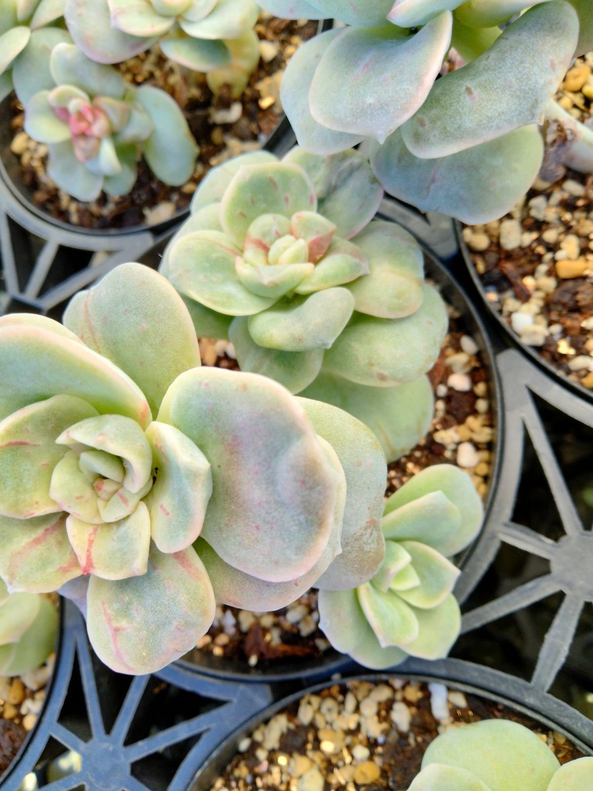 ❤️専用出品❤️ラブリーローズ錦❤️葉挿しっ子③❤️           ★セール♪★ ラブリーローズ錦 赤 親株バンプ 葉挿し苗1年生 ① - メルカリ