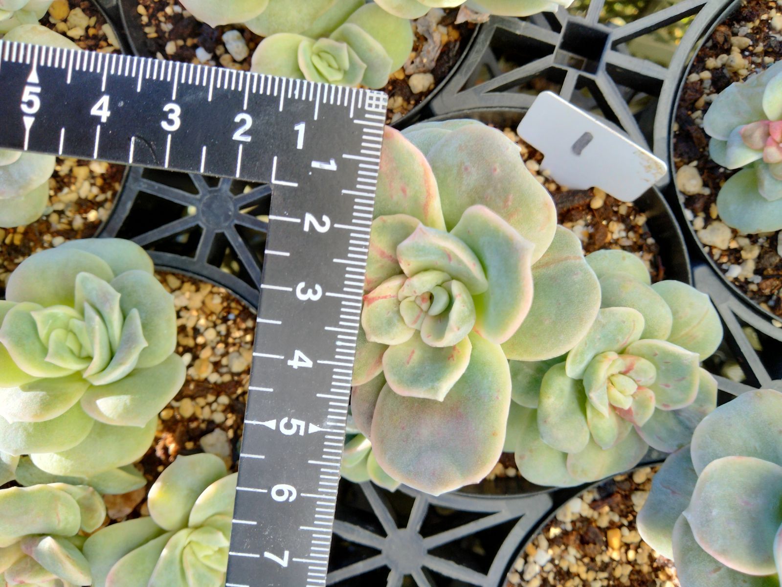 ラブリーローズ錦 赤 親株バンプ 葉挿し苗1年生 ① - メルカリ