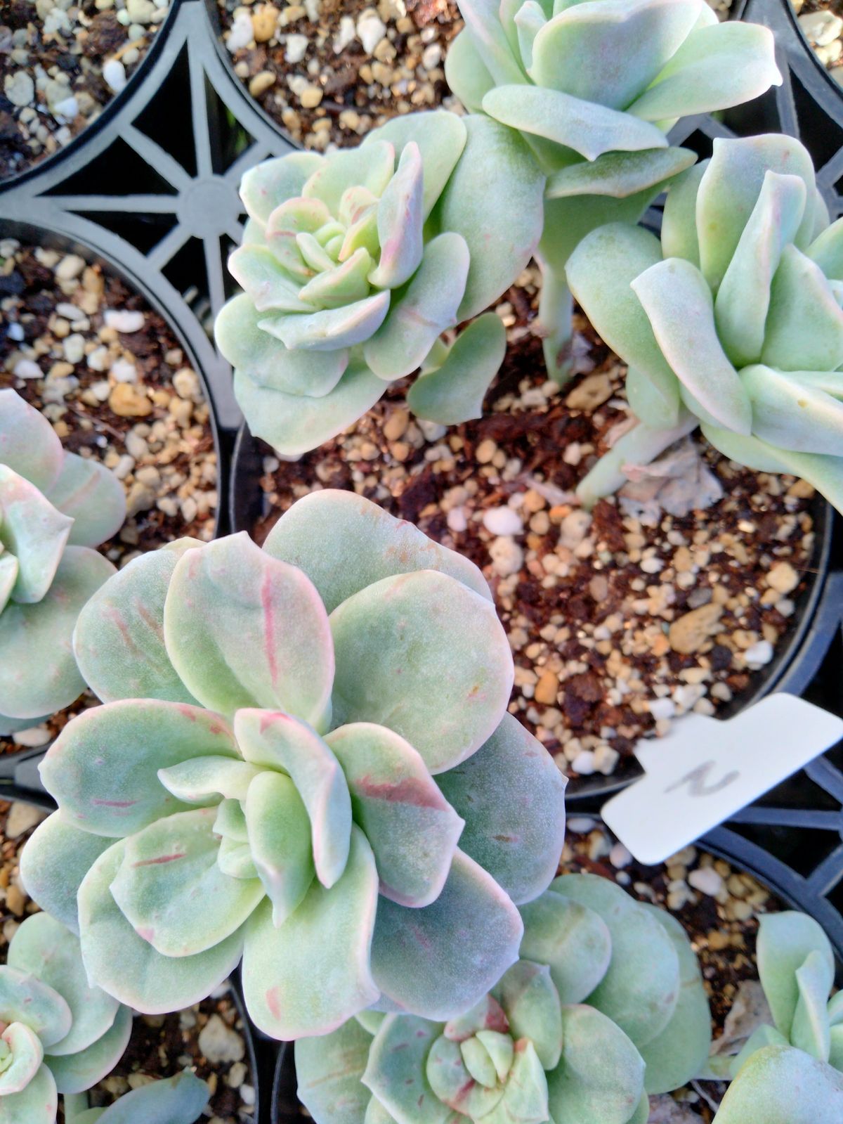 ラブリーローズ錦 赤 親株バンプ 葉挿し苗1年生 ② - メルカリ