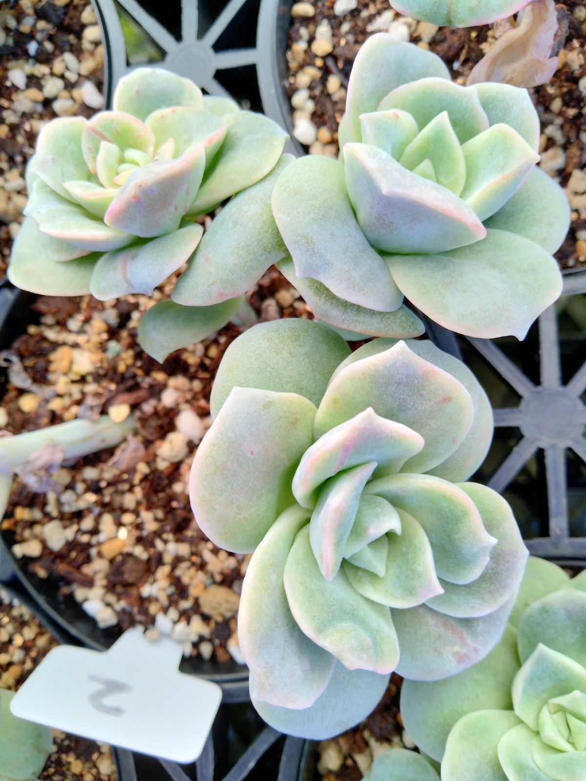 ラブリーローズ錦 赤 親株バンプ 葉挿し苗1年生 ② - メルカリ