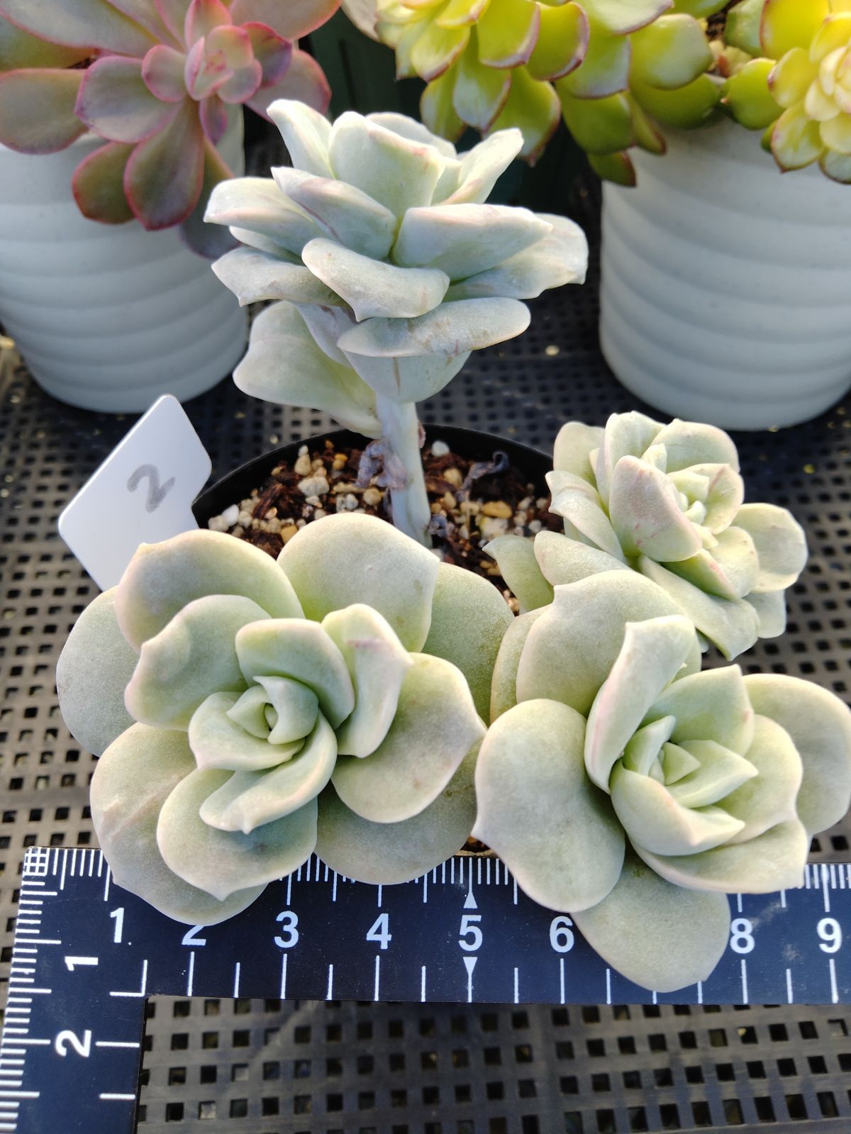 多肉植物 ラブリーローズ 鉢ごと 葉挿し メルカリ便 多肉植物)ラブリーローズ！大きめ♪ - メルカリ