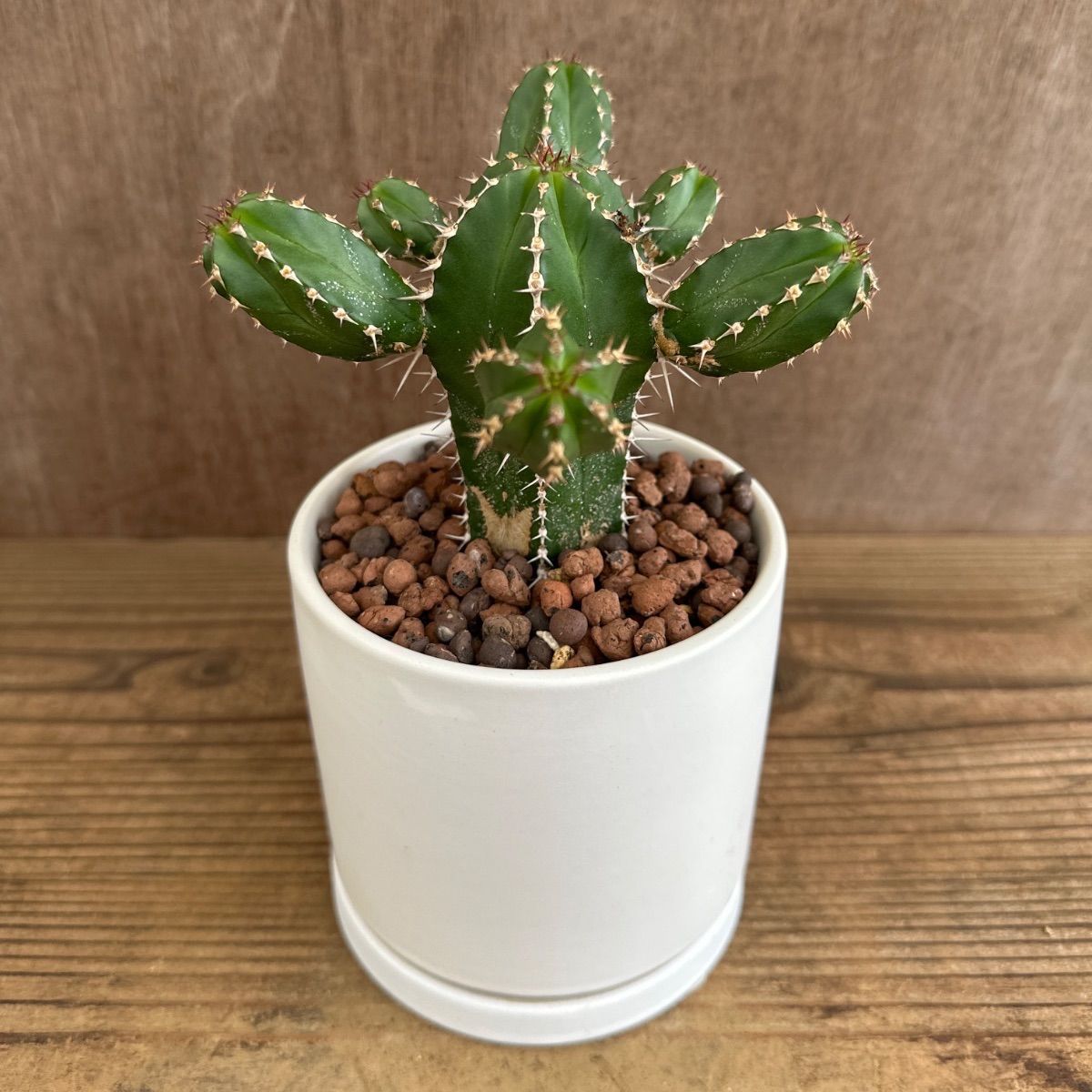 【超特大35cm】希少 大型 法螺貝 ホラガイ 1kg超 迫力サイズ 超特大35cm】希少 大型 法螺貝（ホラガイ）美品