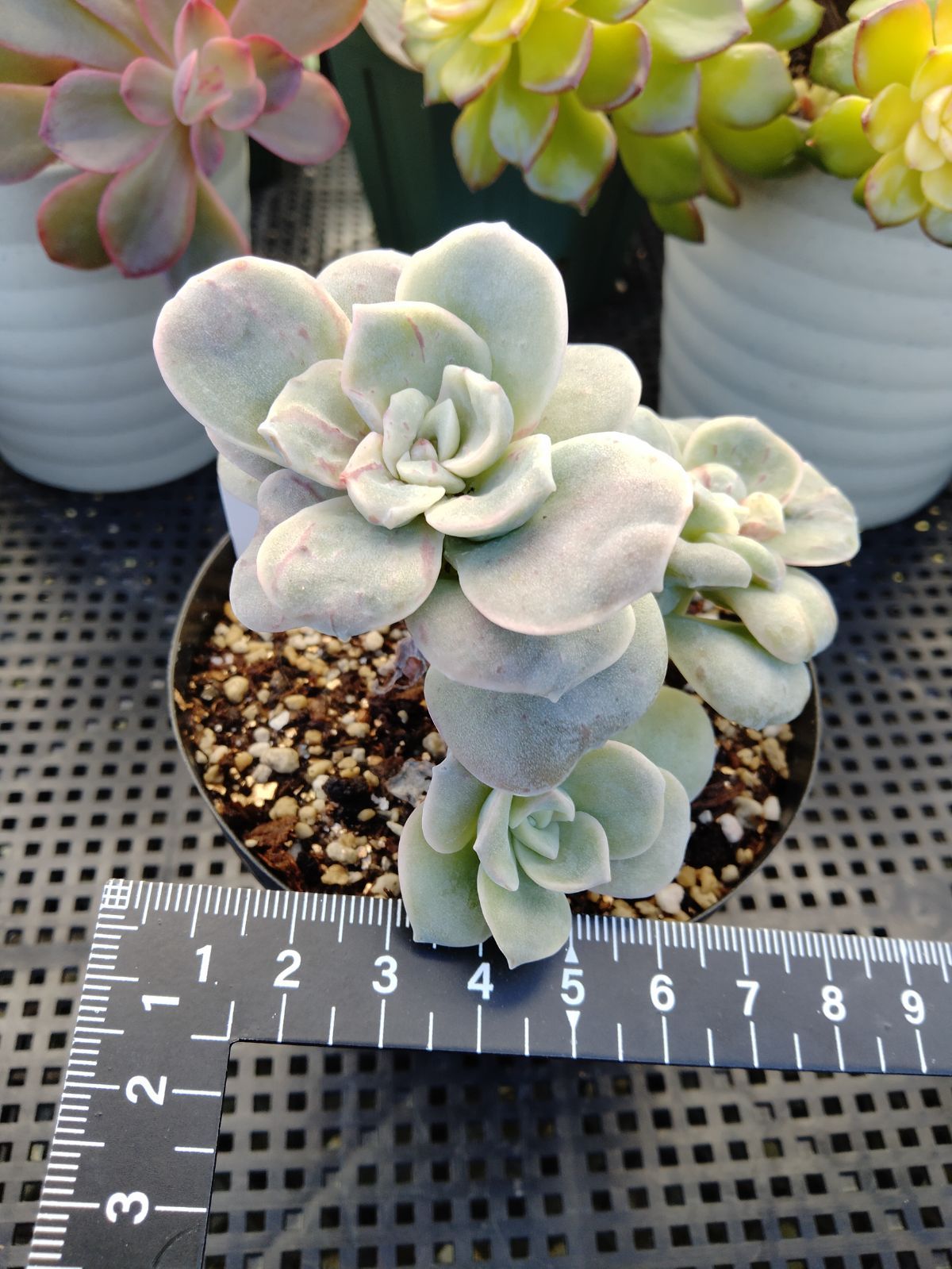 ❤️専用出品❤️ラブリーローズ錦❤️葉挿しっ子③❤️           ★セール♪★ ラブリーローズ錦 赤 親株バンプ 葉挿し苗1年生 ① - メルカリ