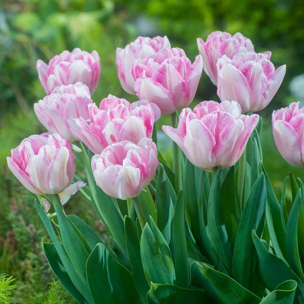 チューリップ 豪華八重咲きミックス 球根 28球 - メルカリ