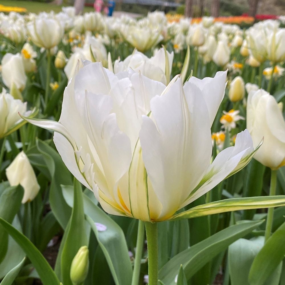 チューリップ 豪華八重咲きミックス 球根 28球 - メルカリ