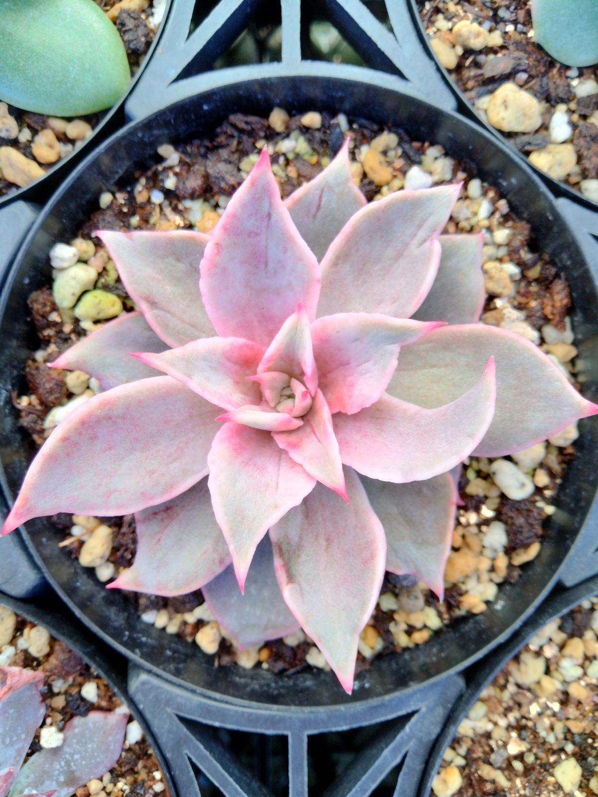 多肉植物 マディバ錦 赤 抜き苗 - メルカリ