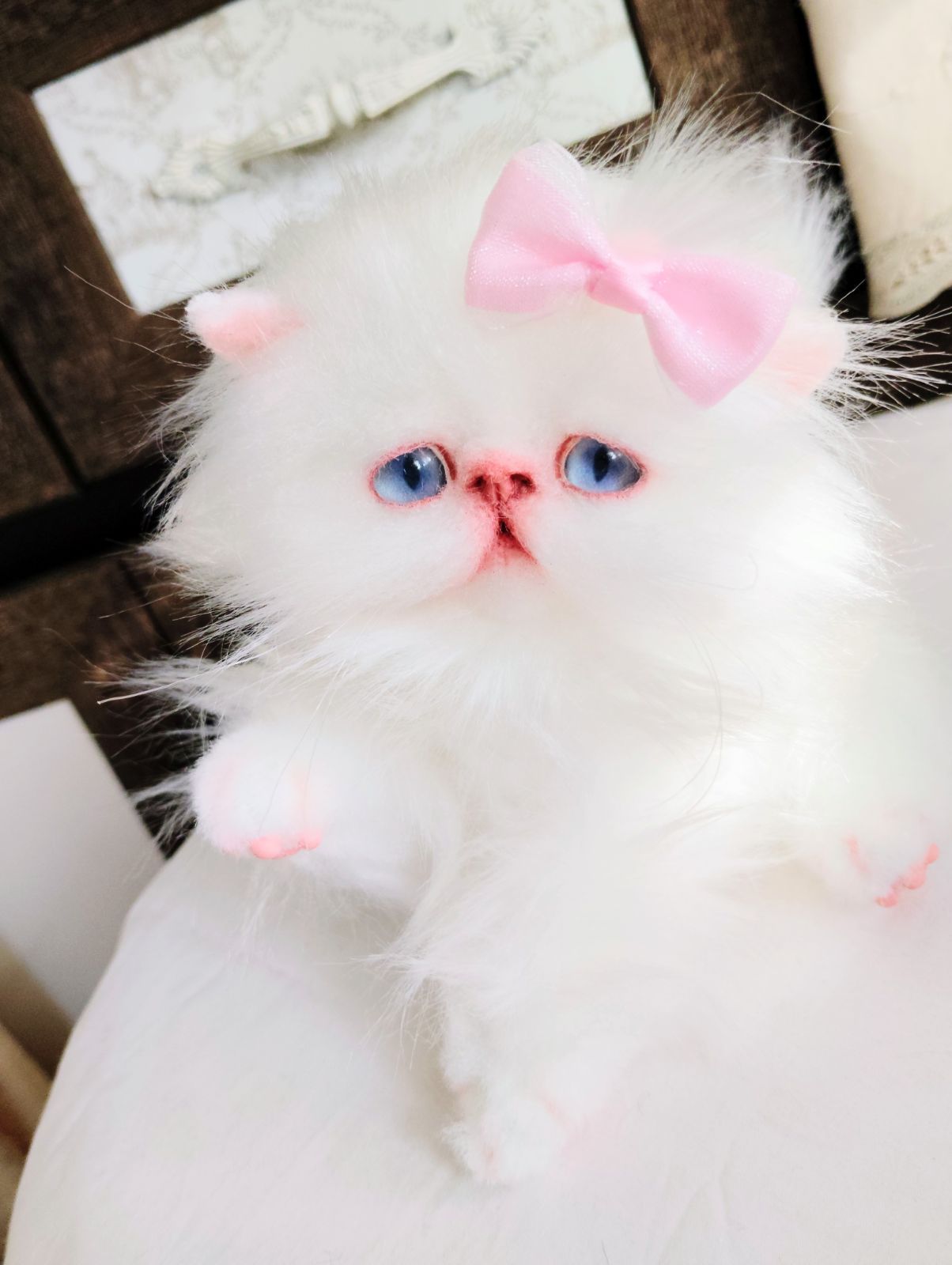 ️優しいお顔の子猫ちゃん