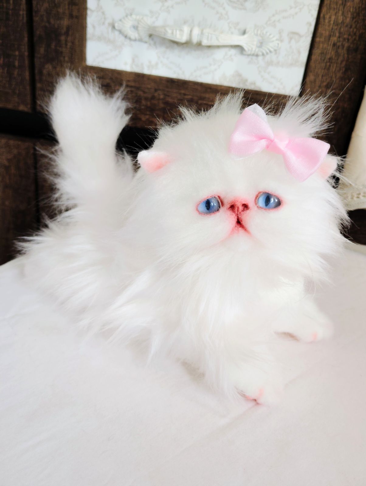 ️エキゾチックロングヘア