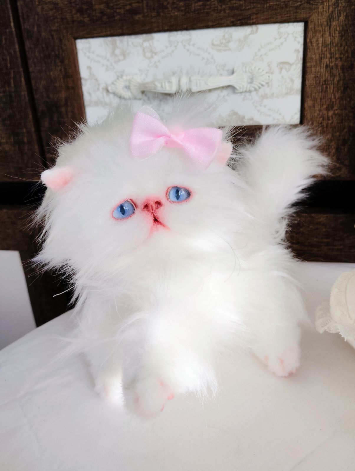 ️エキゾチックロングヘア