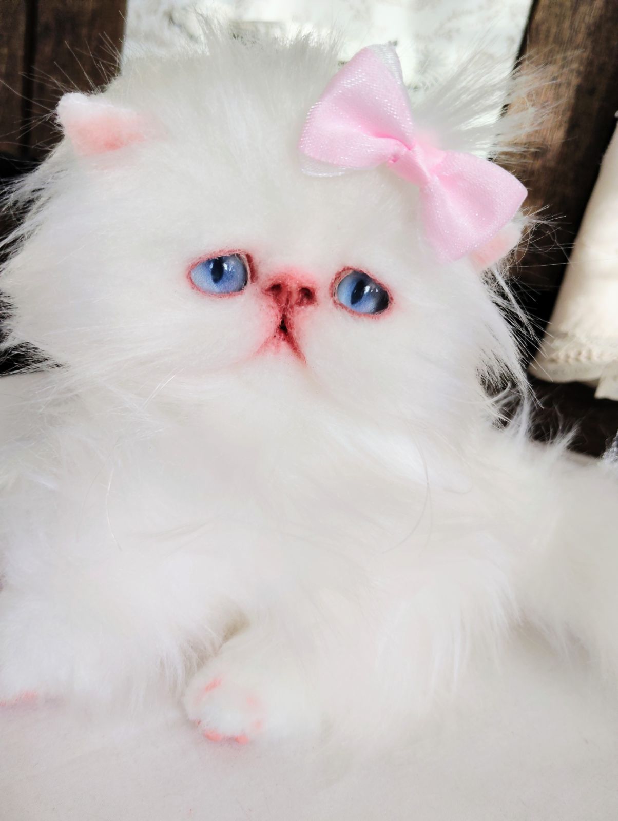 女の子 ️エキゾチックロングヘア