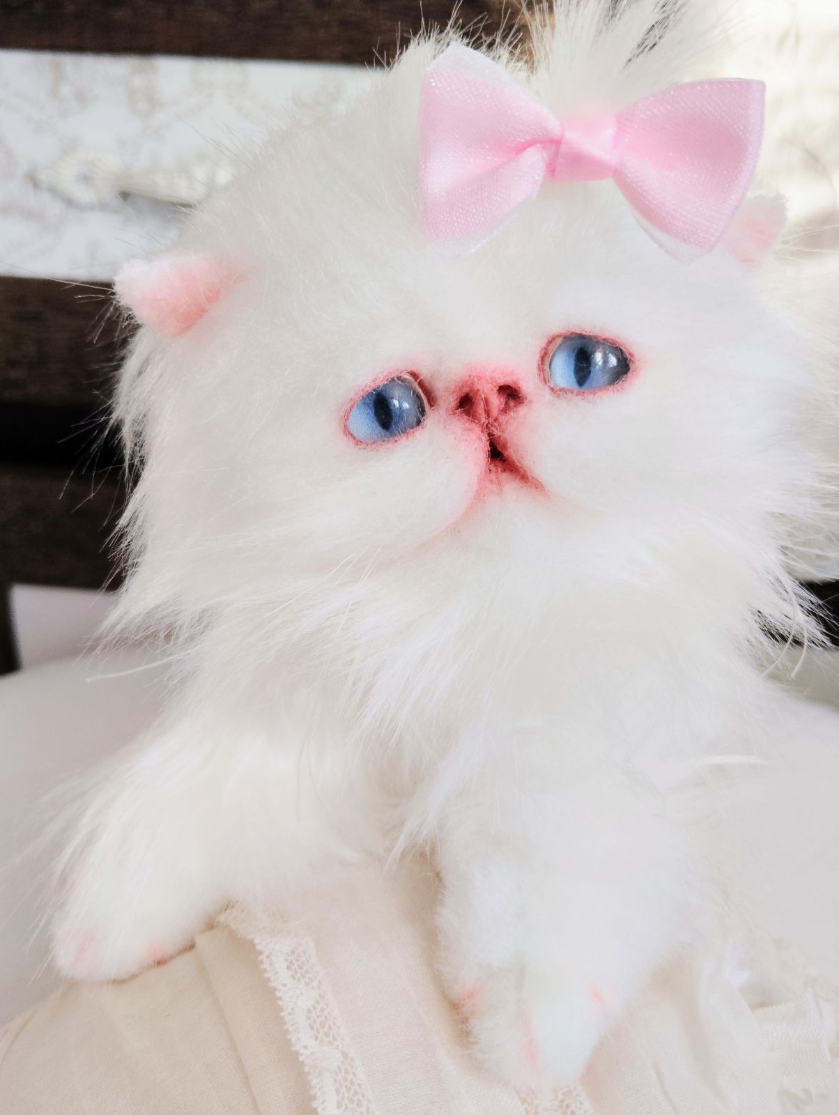 ️エキゾチックロングヘア