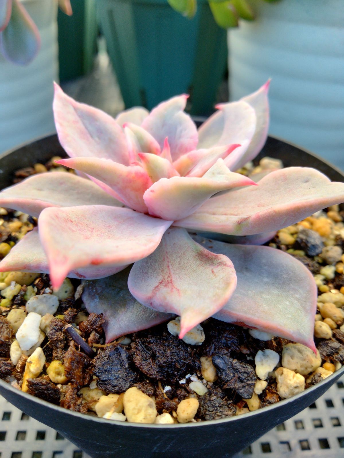 多肉植物 マディバ錦 赤 抜き苗 - メルカリ