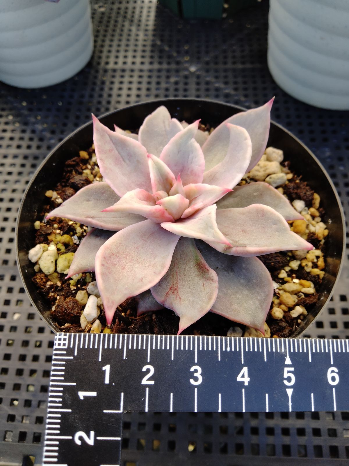 多肉植物　マディバ錦赤筋斑　抜き苗 多肉植物 マディバ錦赤筋斑 抜き苗 多肉植物 マディバ錦赤筋斑