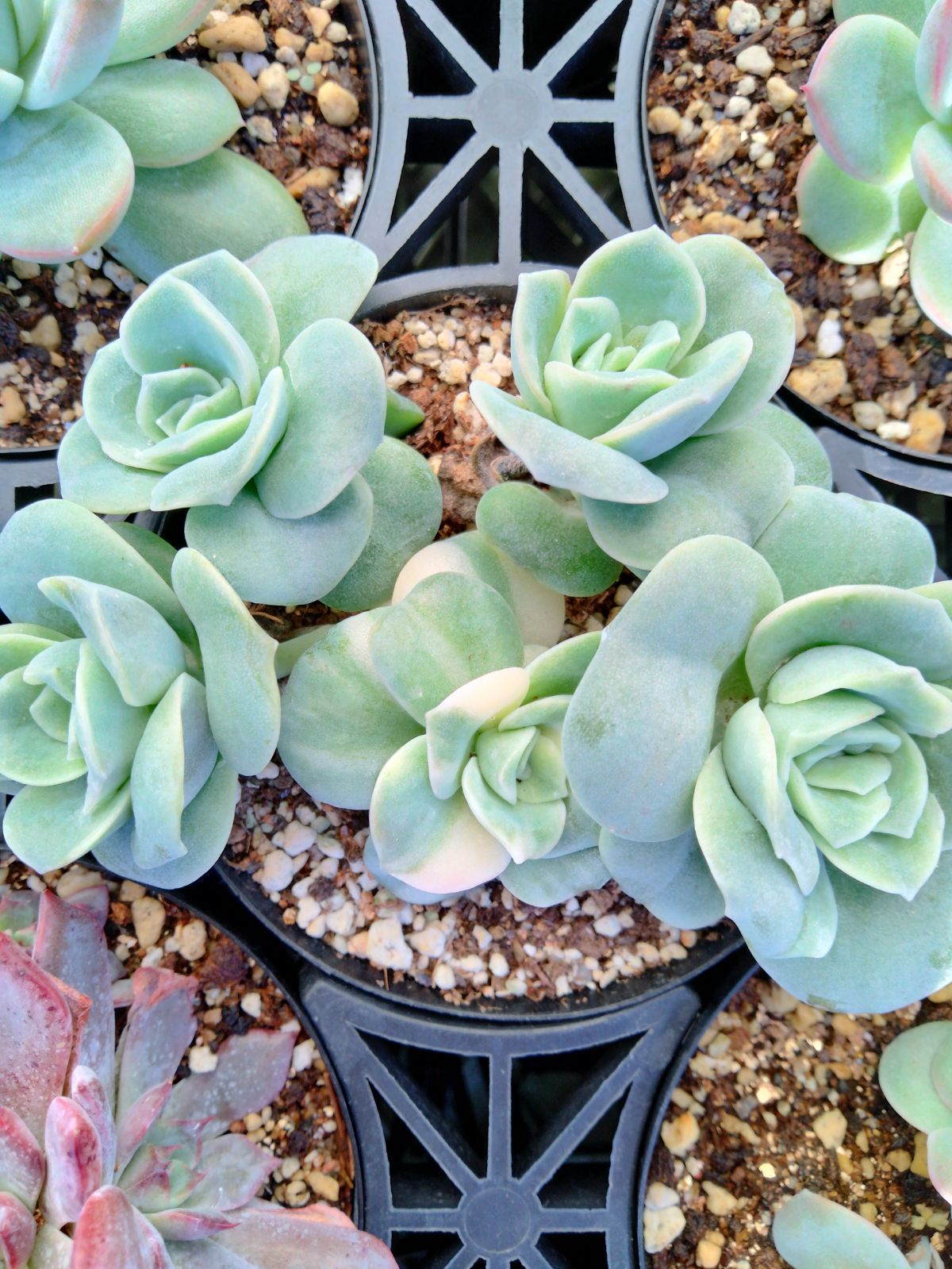 ❤️専用出品❤️ラブリーローズ錦❤️葉挿しっ子⑦❤️          ★セール ♪★ ラブリーローズ錦 白 親株バンプ 葉挿し苗1年生 - メルカリ