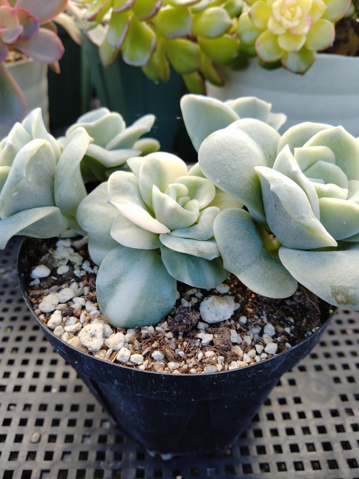 ❤️専用出品❤️ラブリーローズ錦❤️葉挿しっ子⑦❤️          ★セール ♪★ 多肉植物 ラブリーローズ錦 赤 葉挿し苗1年生 - メルカリ