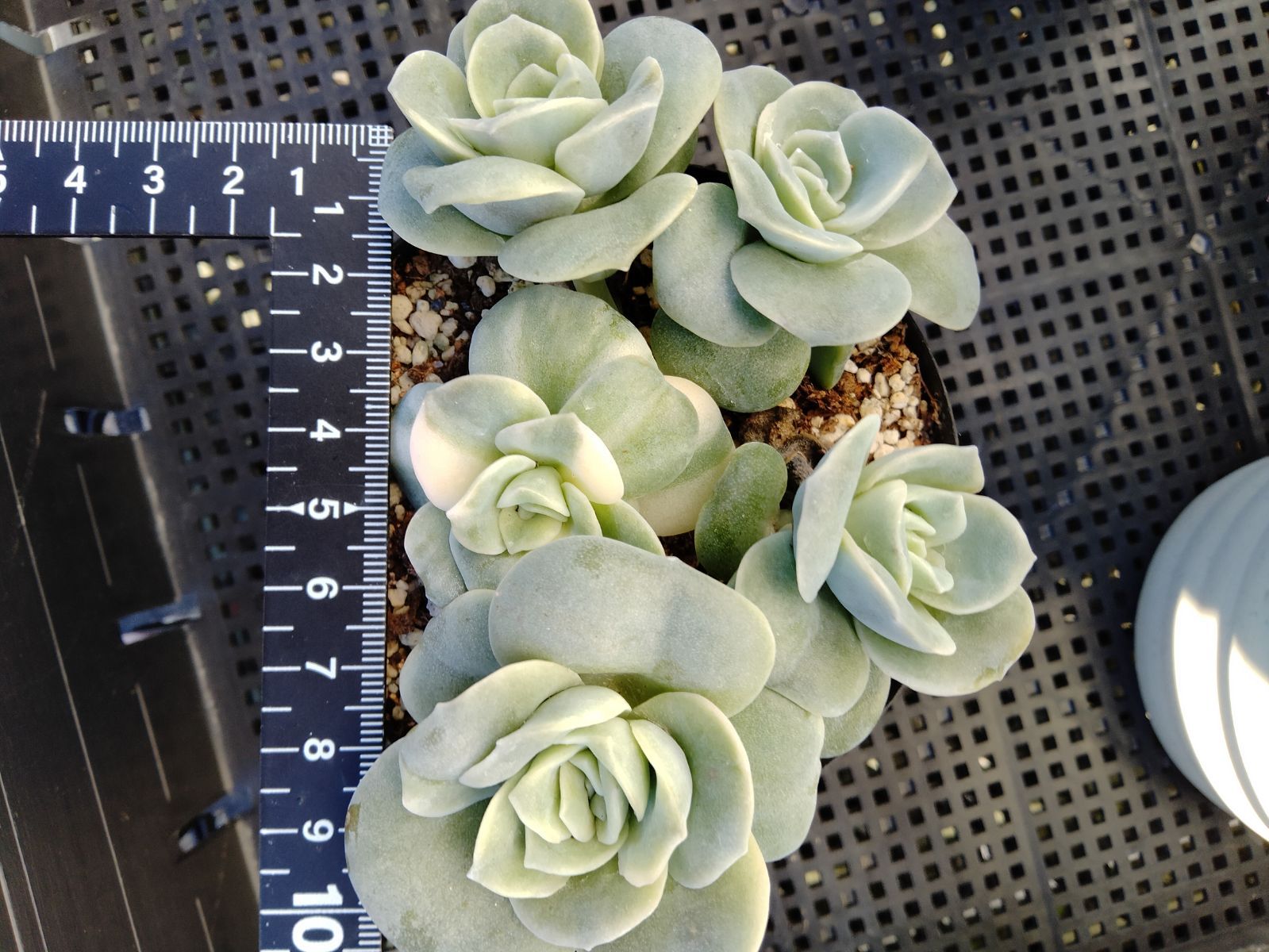 ラブリーローズ錦 白 親株バンプ 葉挿し苗1年生 - メルカリ