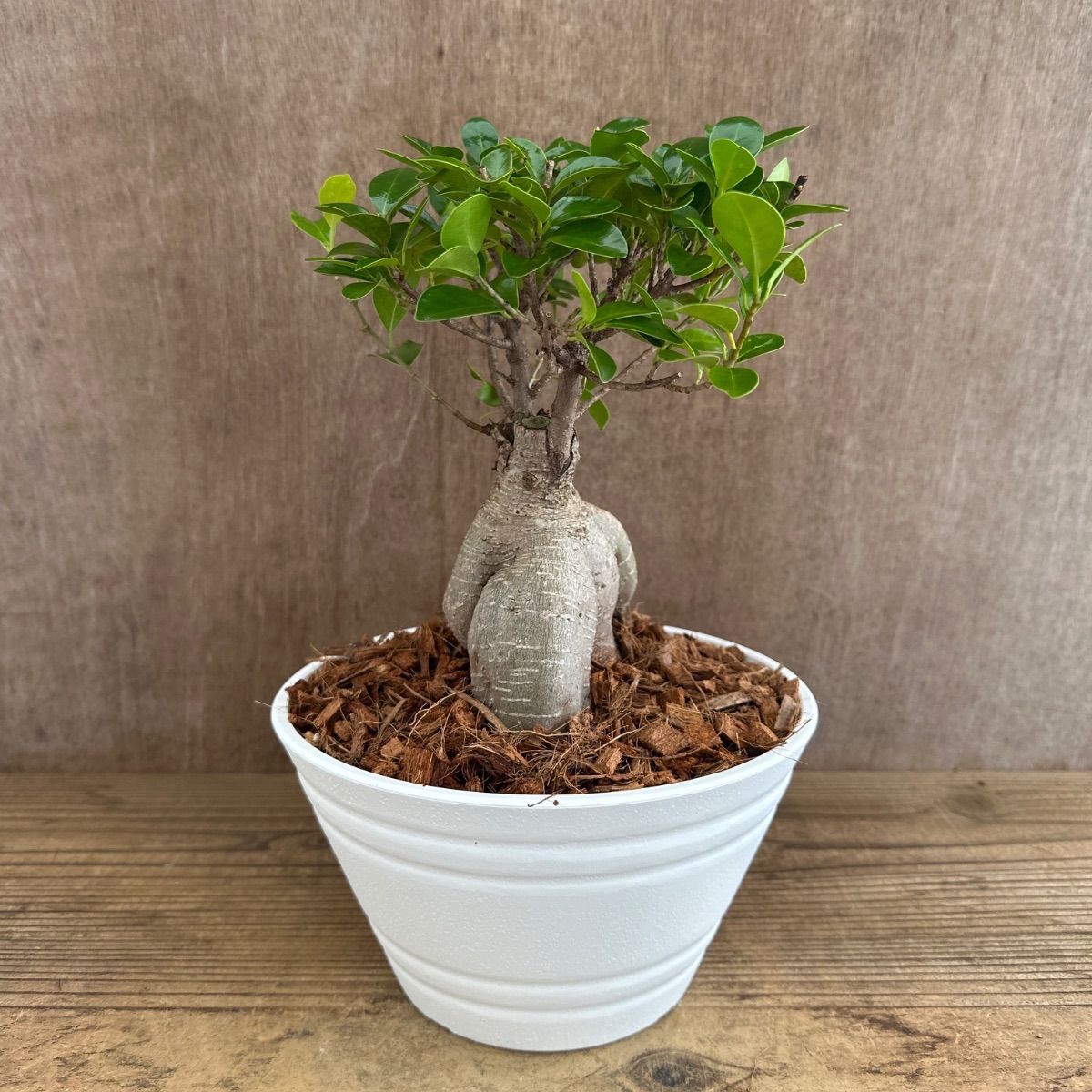 ガジュマル7寸 現品 白プラ鉢 Ficus microcarpa フィカス