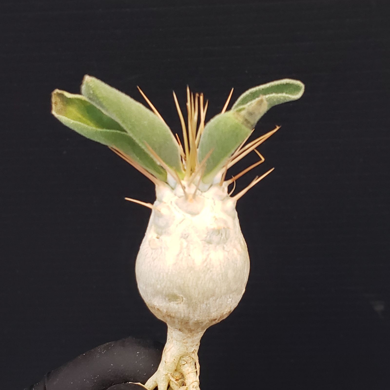 C290【最新到着】Pachypodium ナマクアナム（現地実生・抜き苗）【塊根
