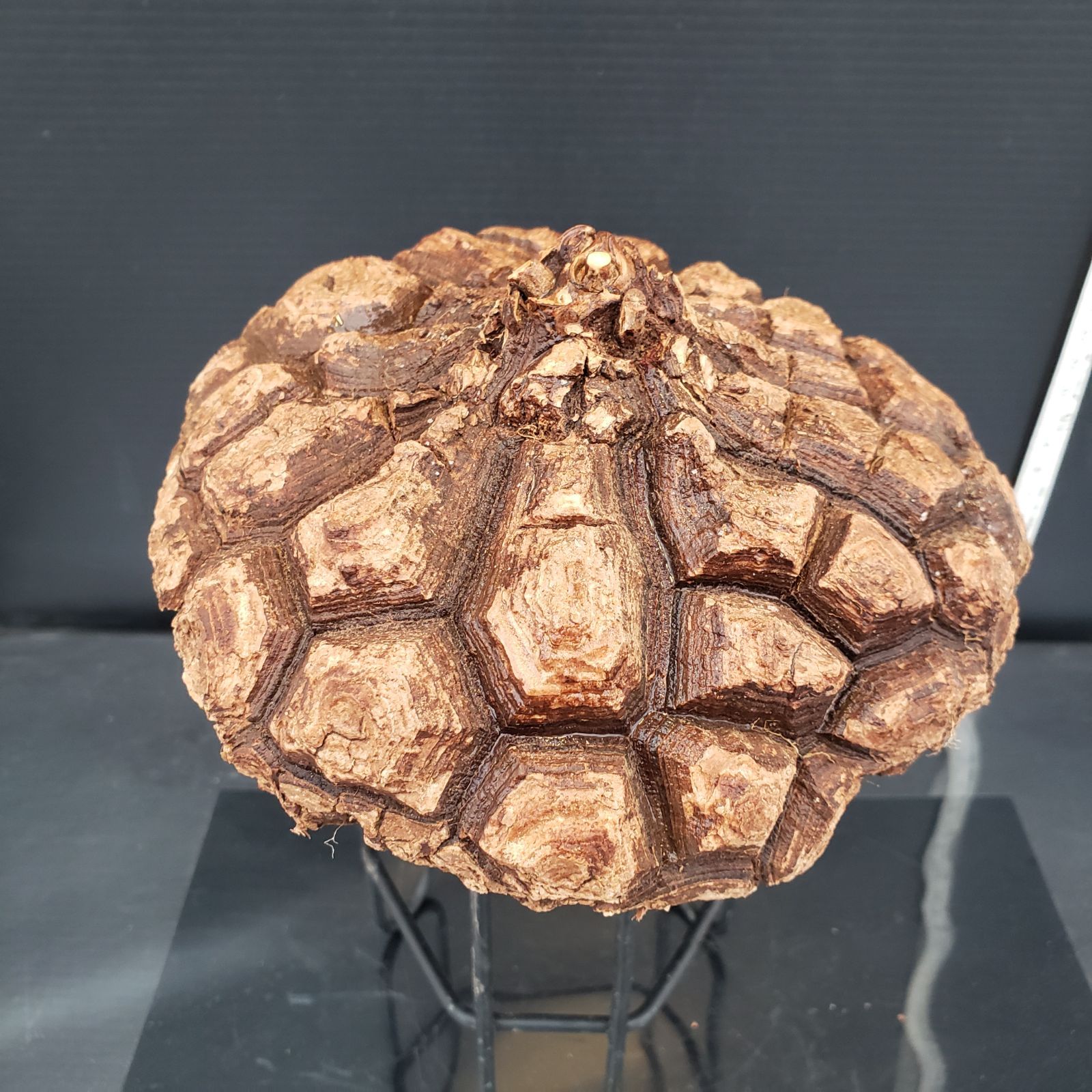 C303【最新到着】Dioscorea メキシコ亀甲竜（抜き苗）【塊根植物