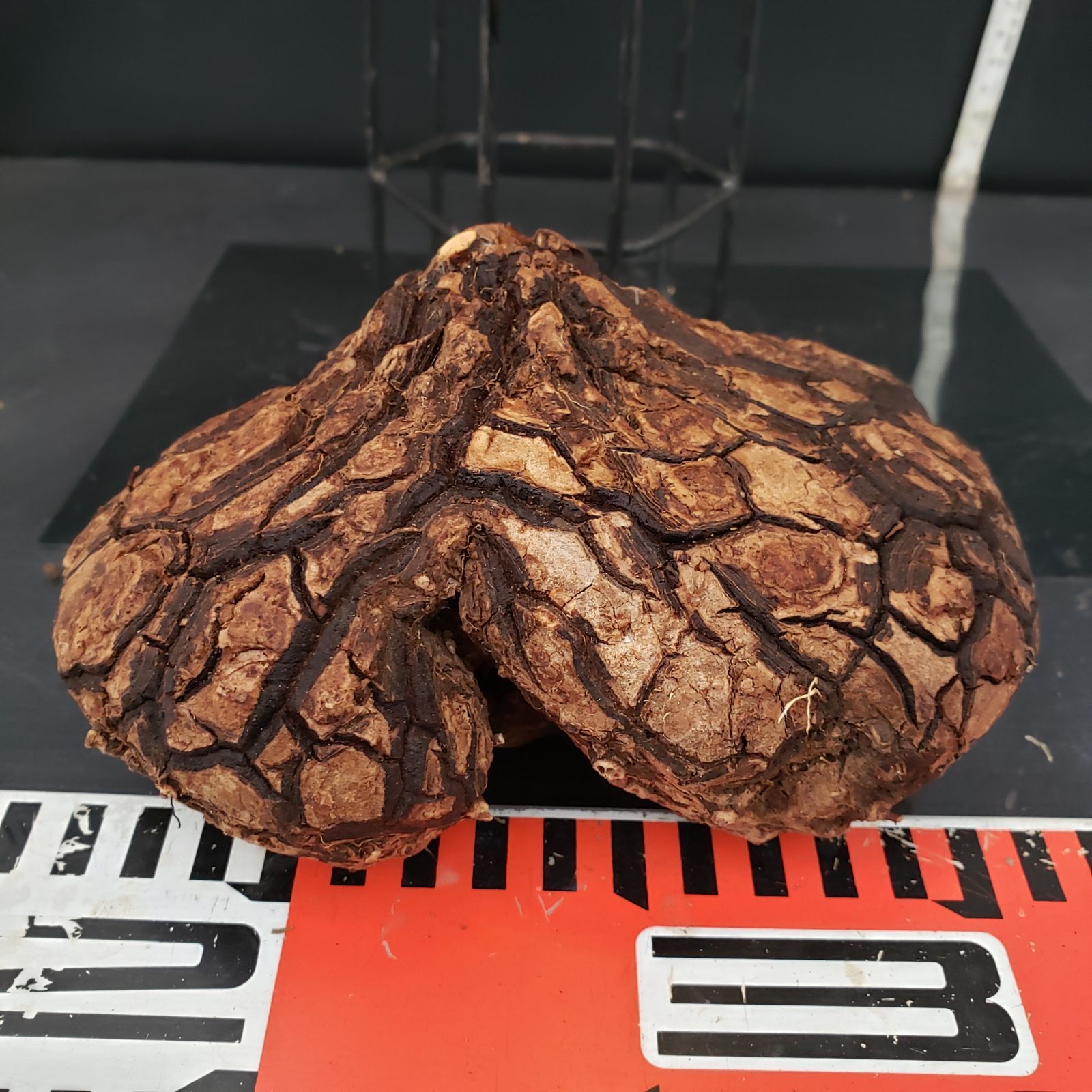 C304【最新到着】Dioscorea メキシコ亀甲竜（抜き苗）【塊根植物