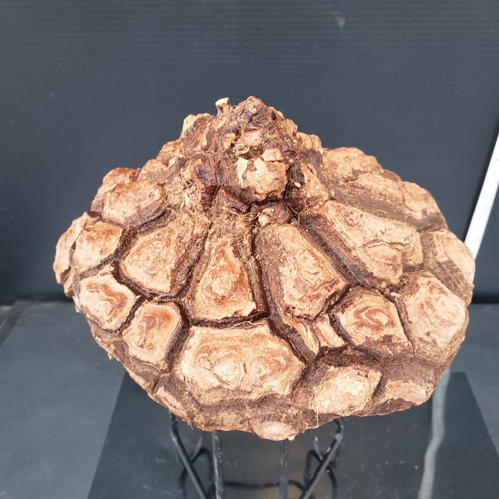 C306【最新到着】Dioscorea メキシコ亀甲竜（抜き苗）【塊根植物