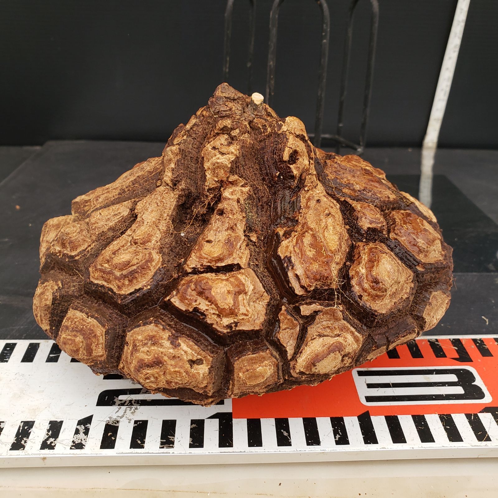 ☆*☆様 メキシコ亀甲竜（SBラベル） 塊根植物 珍奇植物 ディオス