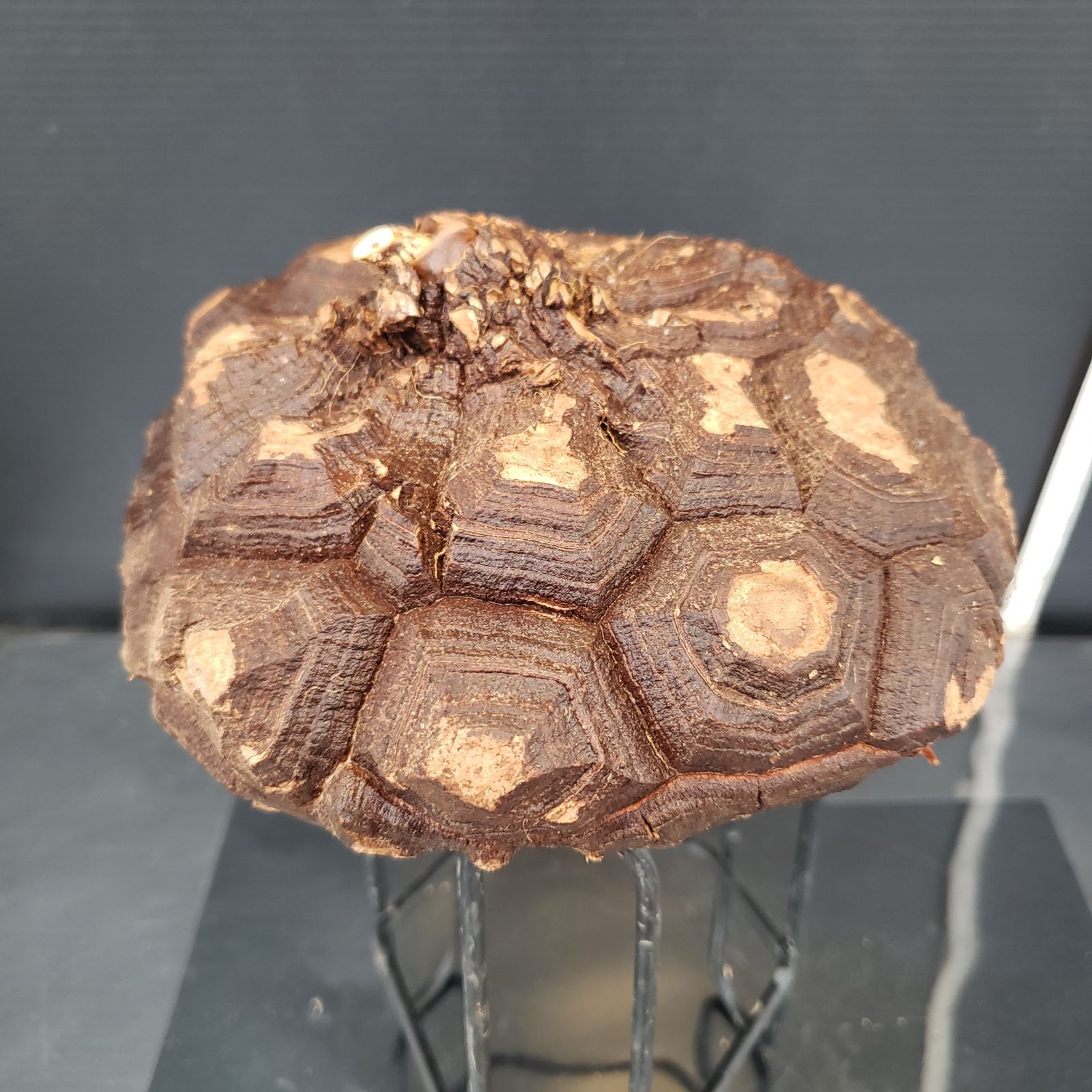 C307【最新到着】Dioscorea メキシコ亀甲竜（抜き苗）【塊根植物