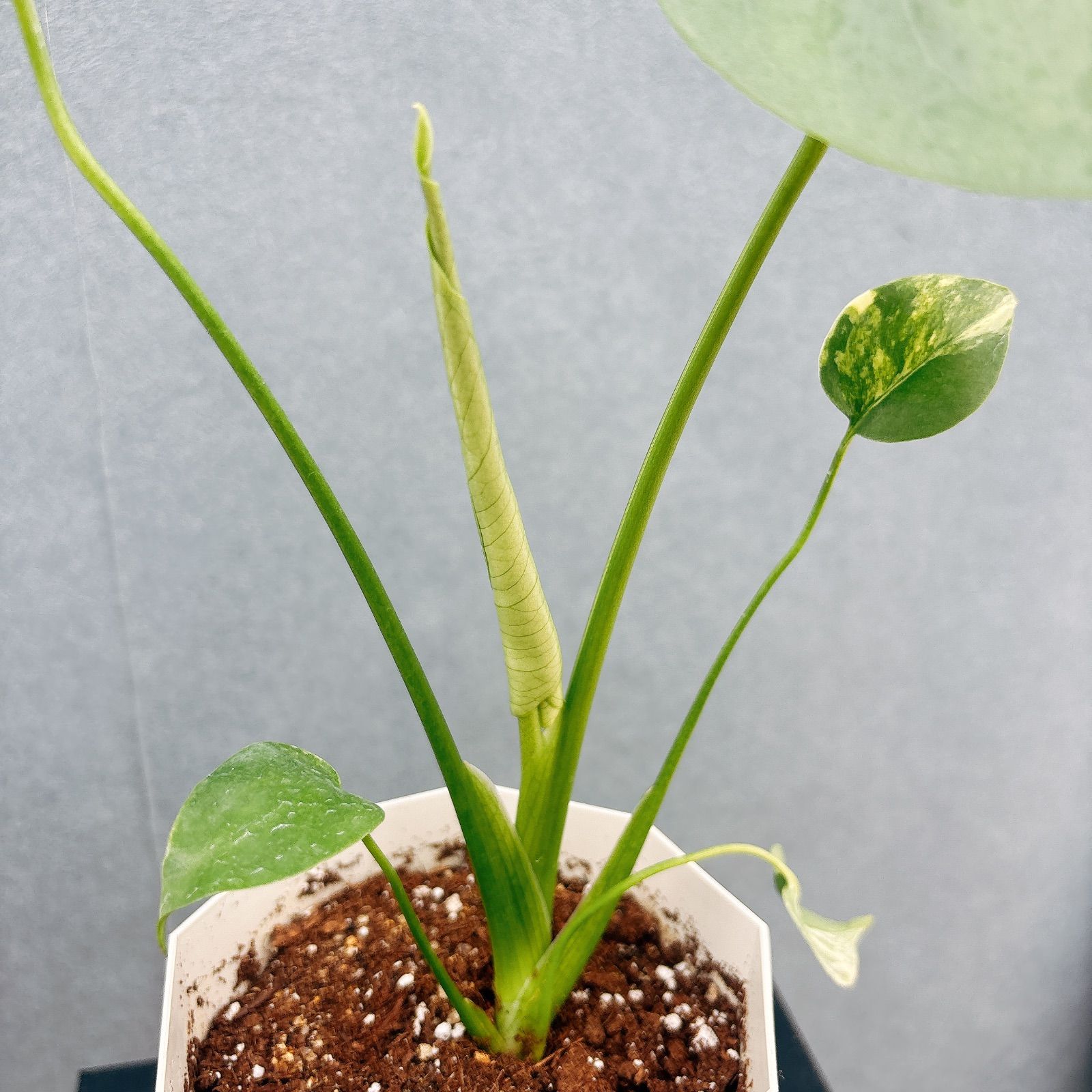 現品］【希少】20番 モンステラ ボルシギアナ オーレア 4号 斑入り