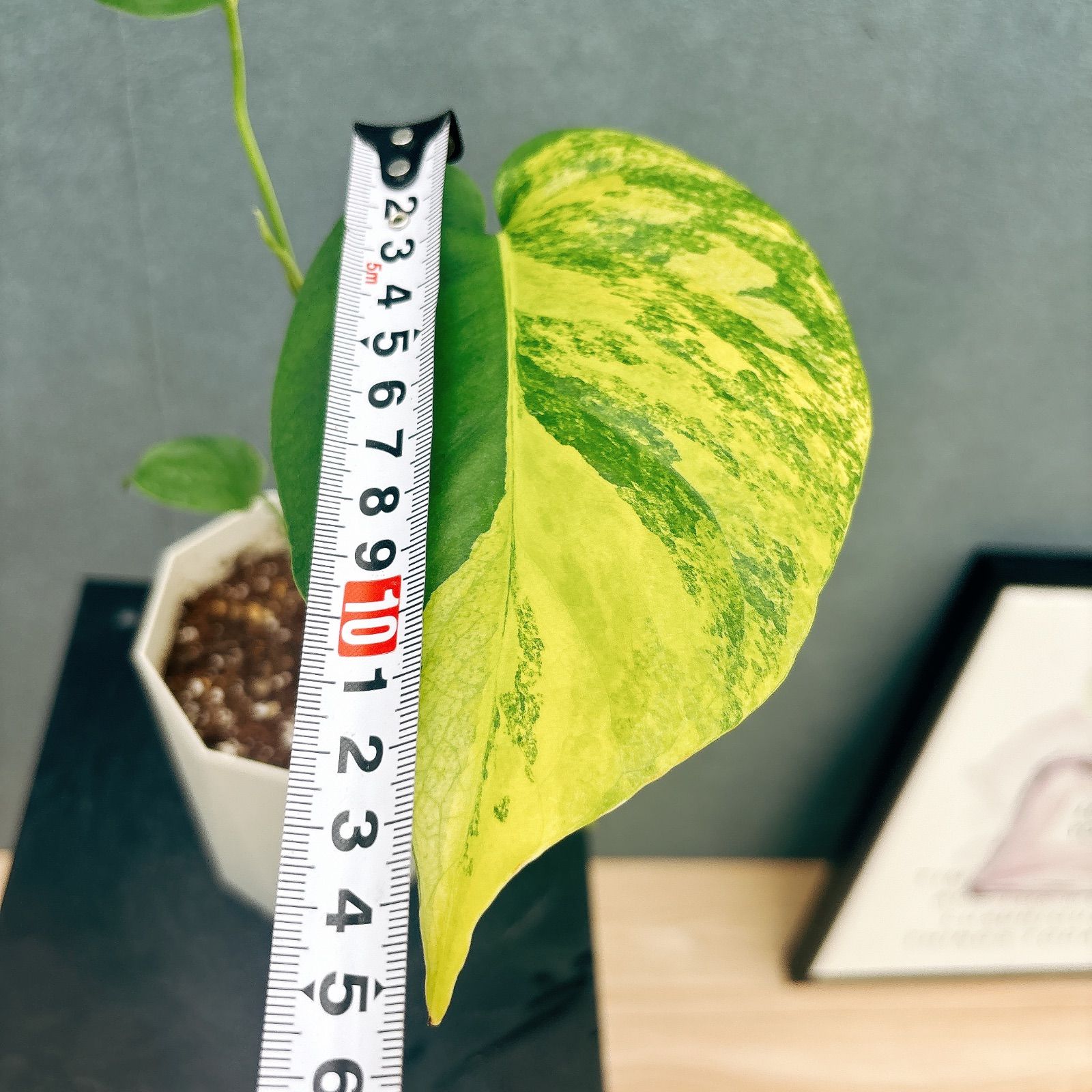 現品］【希少】20番 モンステラ ボルシギアナ オーレア 4号 斑入り