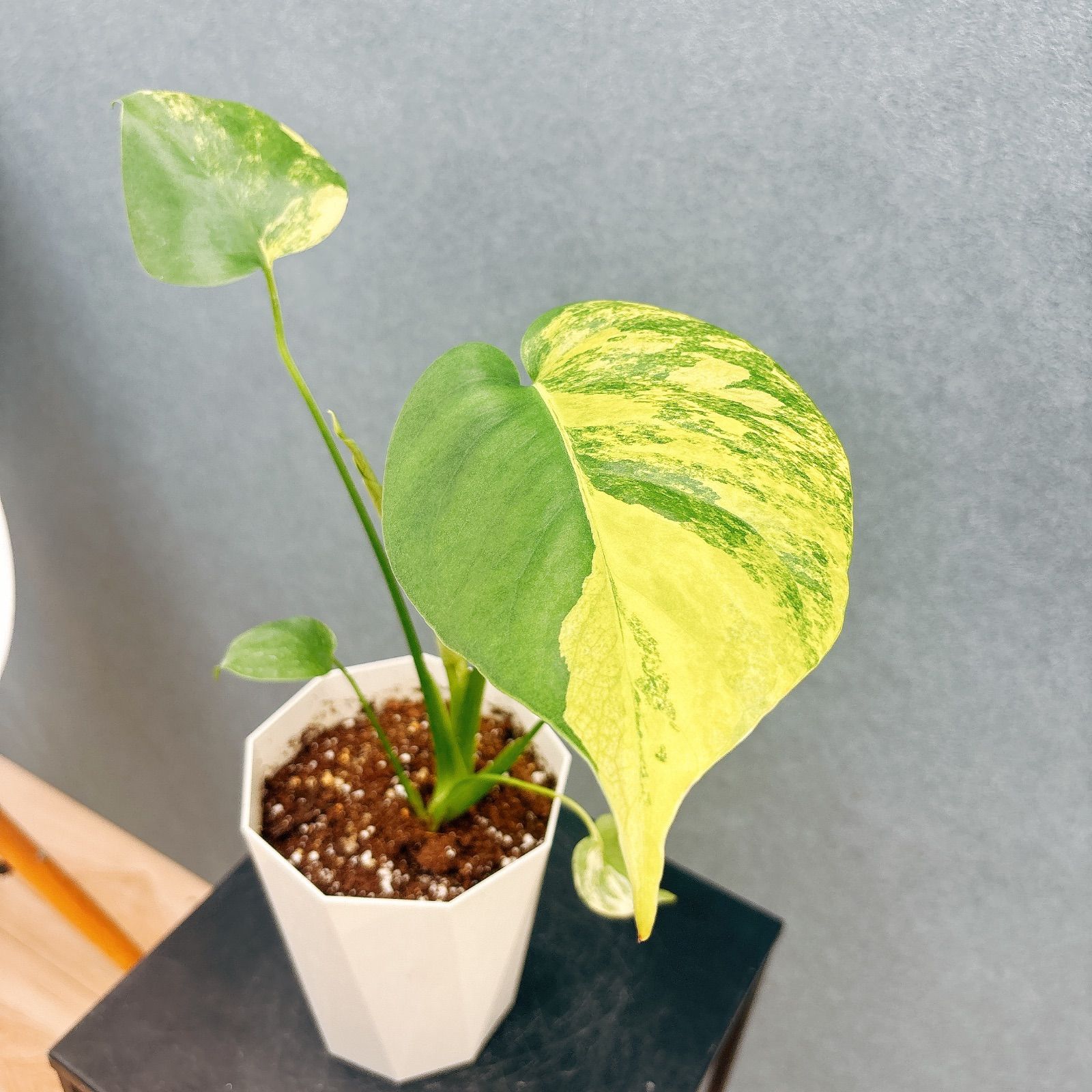 現品］【希少】20番 モンステラ ボルシギアナ オーレア 4号 斑入り