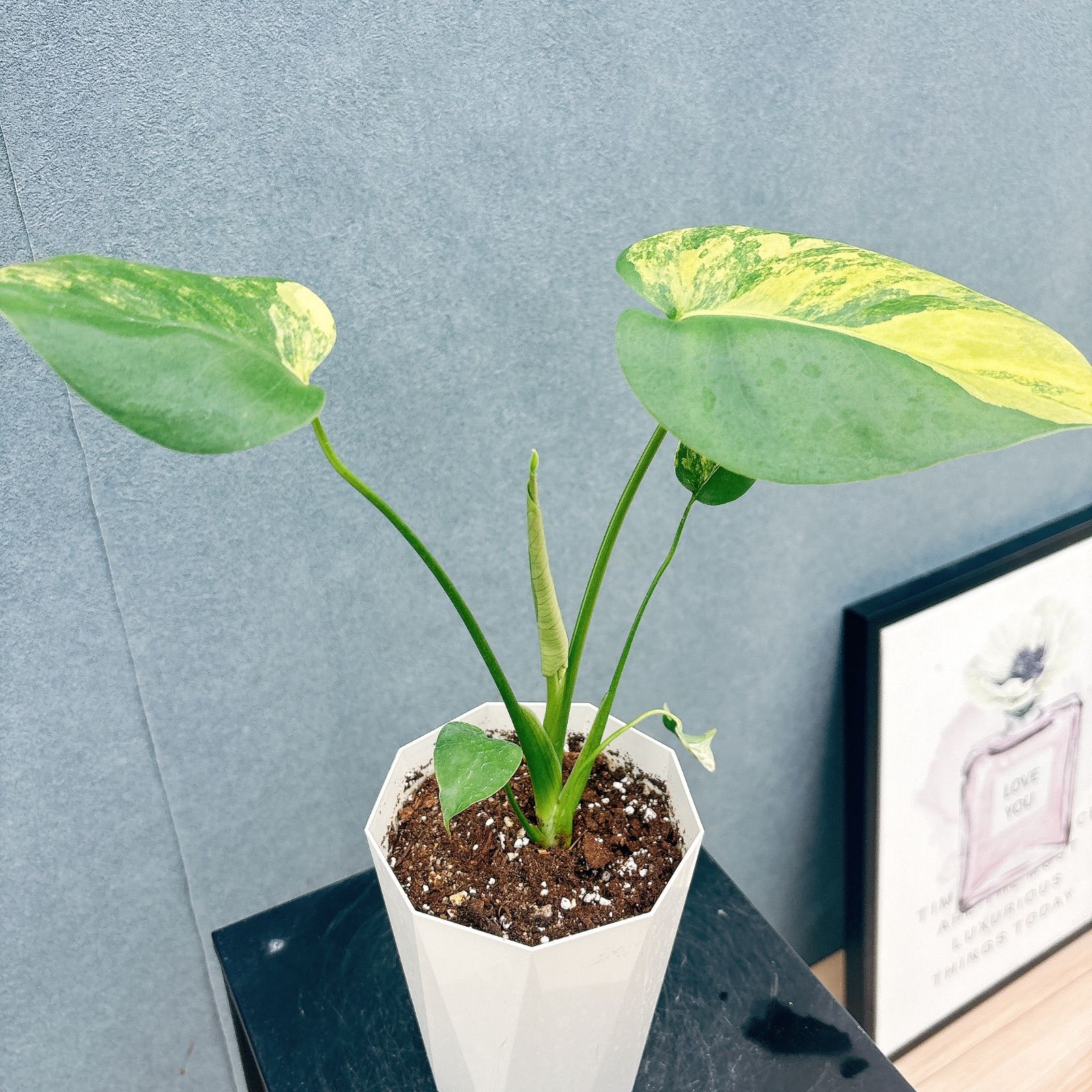 現品］【希少】20番 モンステラ ボルシギアナ オーレア 4号 斑入り