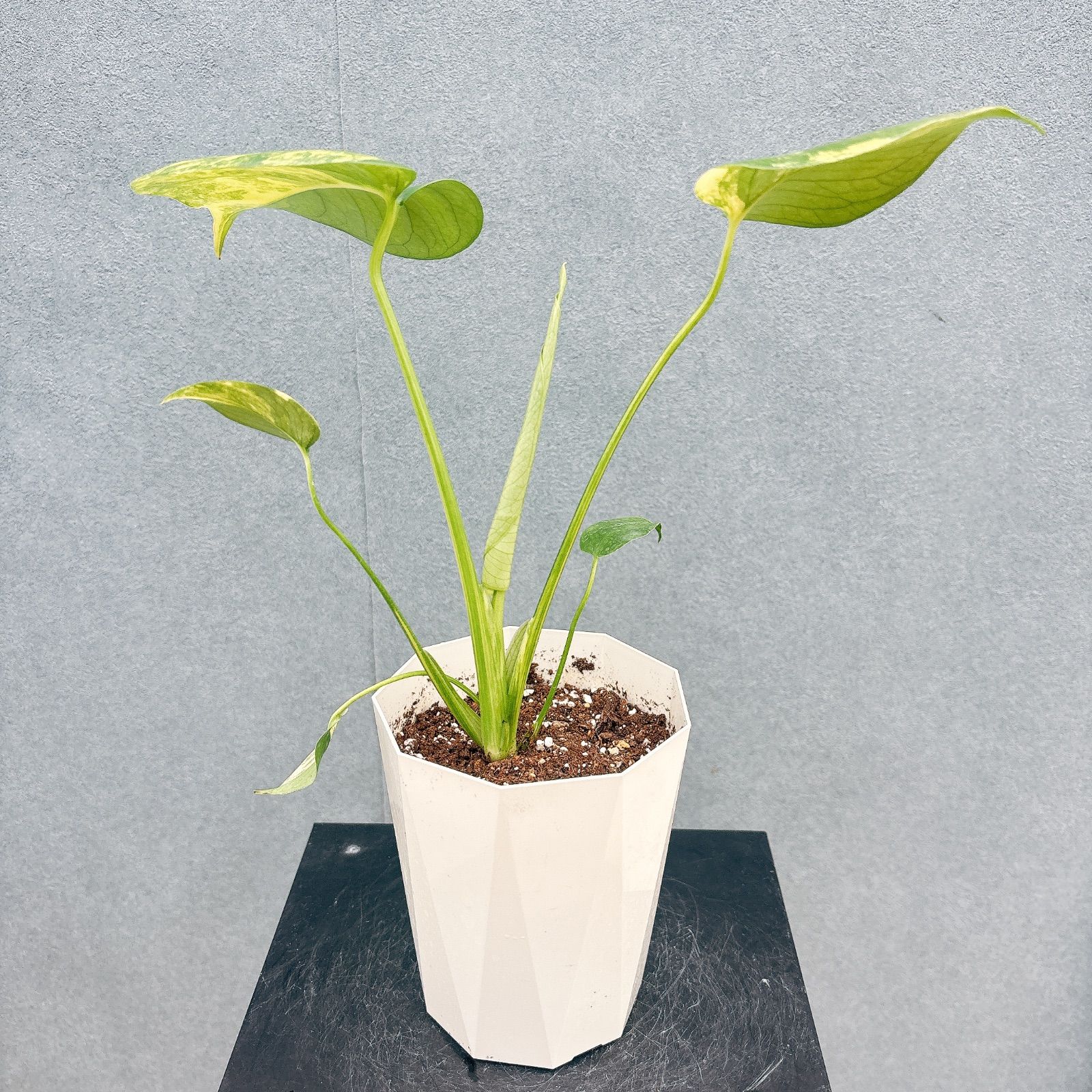 現品］【希少】20番 モンステラ ボルシギアナ オーレア 4号 斑入り