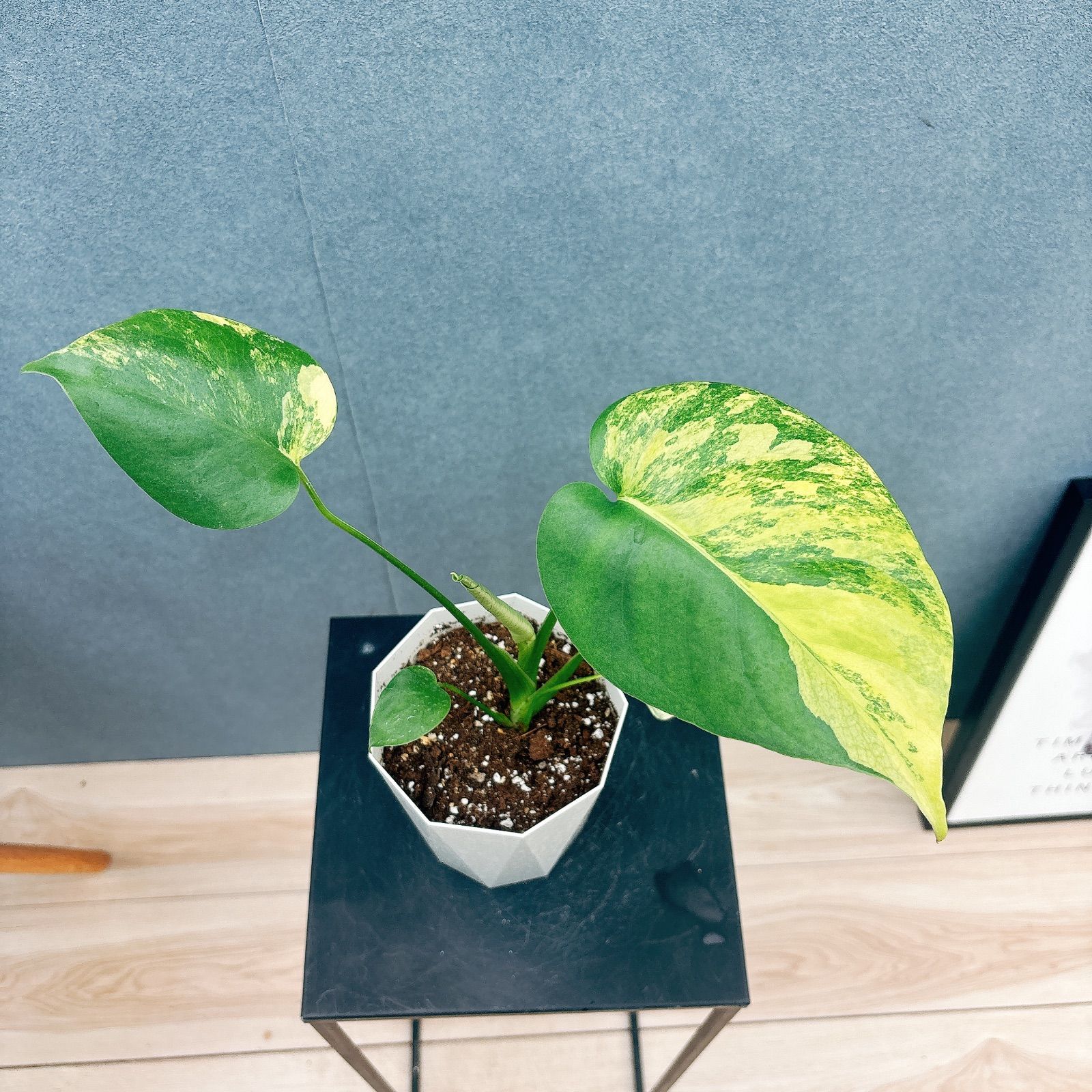 現品］【希少】20番 モンステラ ボルシギアナ オーレア 4号 斑入り