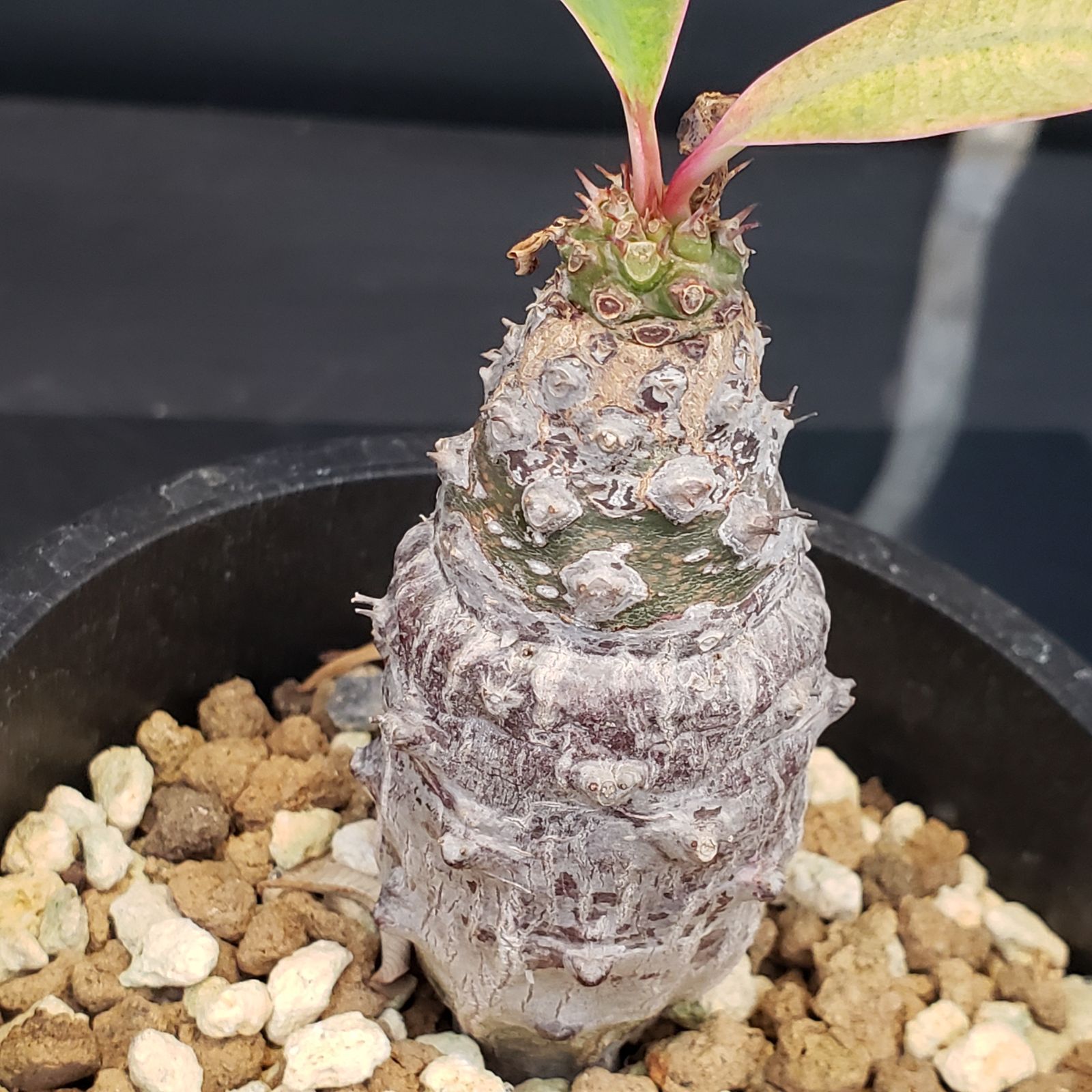 C337【自社養生株】ユーフォルビア パキポディオイデス（発根株