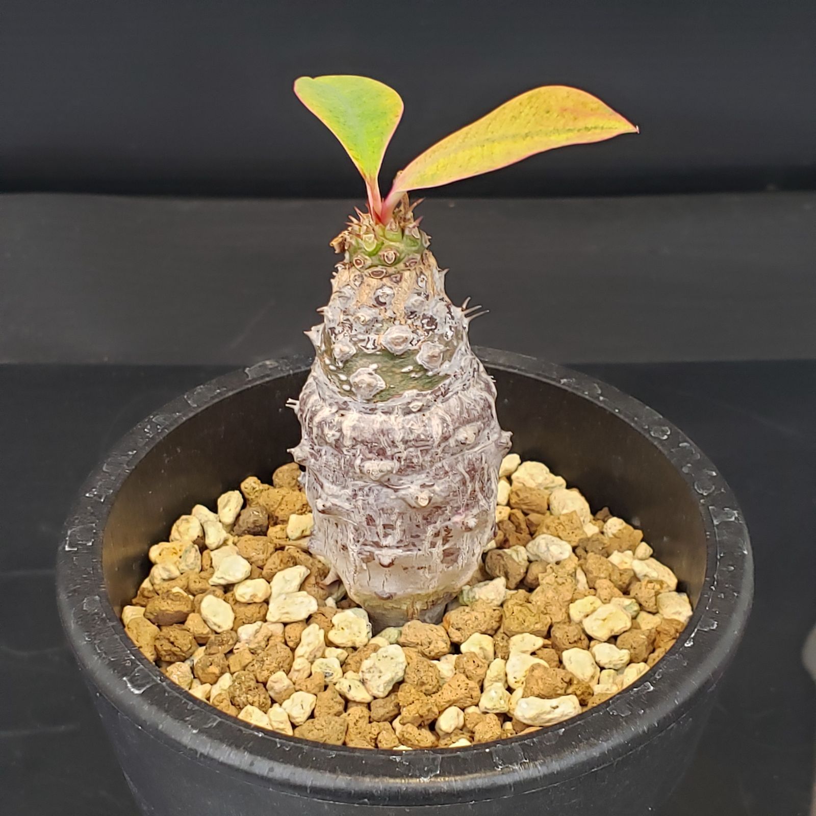 C337【自社養生株】ユーフォルビア パキポディオイデス（発根株