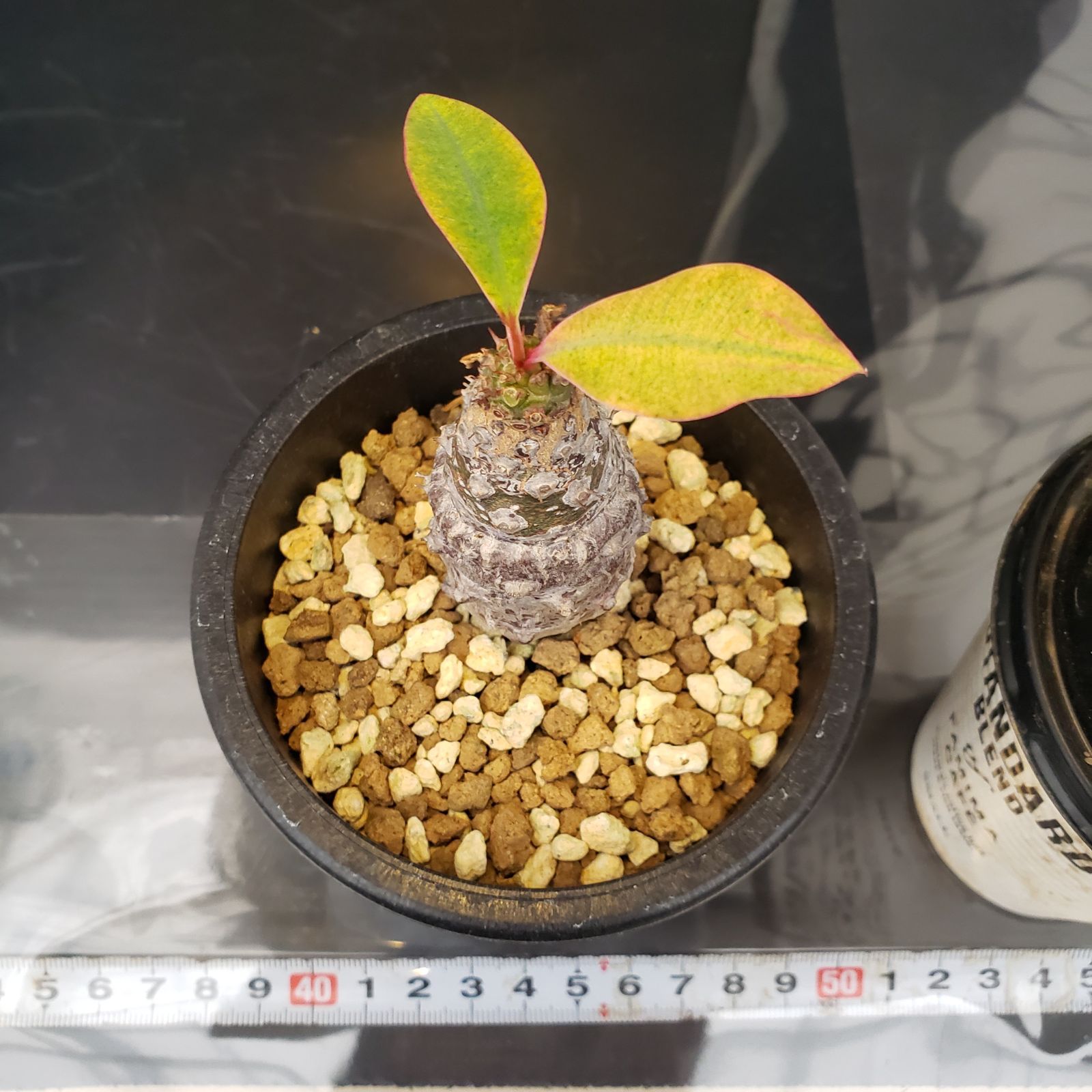 C337【自社養生株】ユーフォルビア パキポディオイデス（発根株