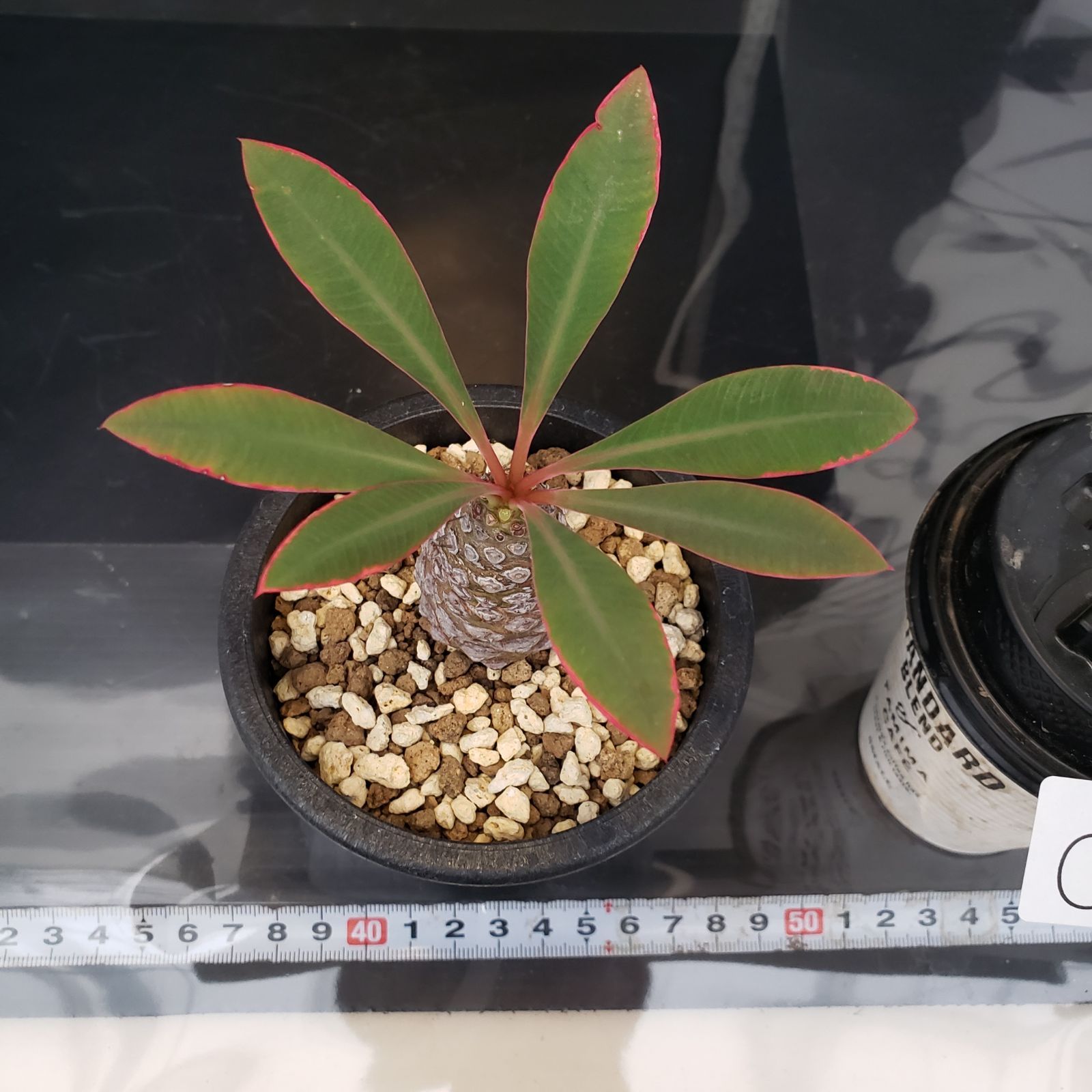 C338【自社養生株】ユーフォルビア パキポディオイデス（発根株