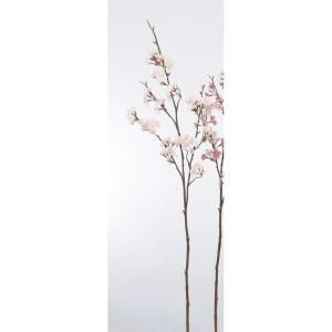 アスカ Asca 桜 50 つぼみ 10 A 33561 3 入数 12