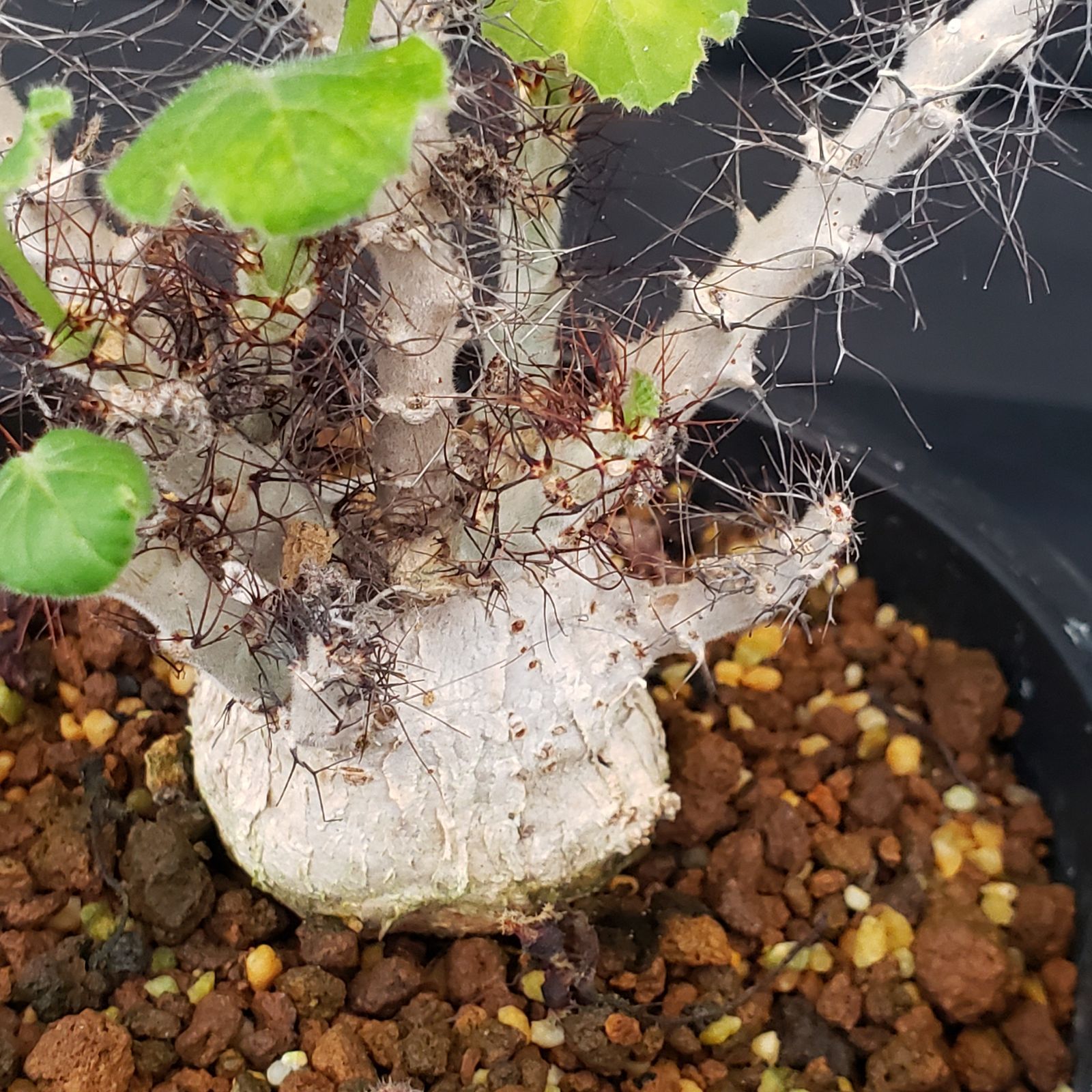 C345【自社養生株】ヤトロファ マルギナータ（発根株・鉢植え）【塊根