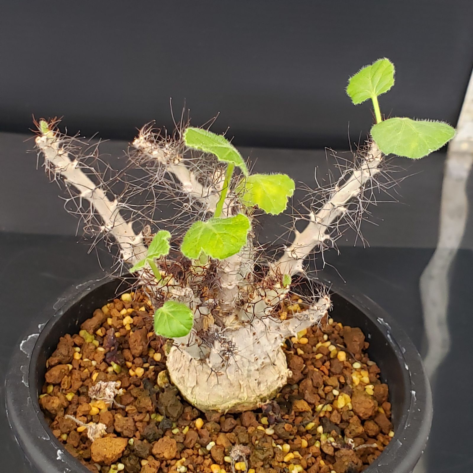 H334【自社養生株】ヤトロファ マルギナータ（発根株・鉢植え）【塊根