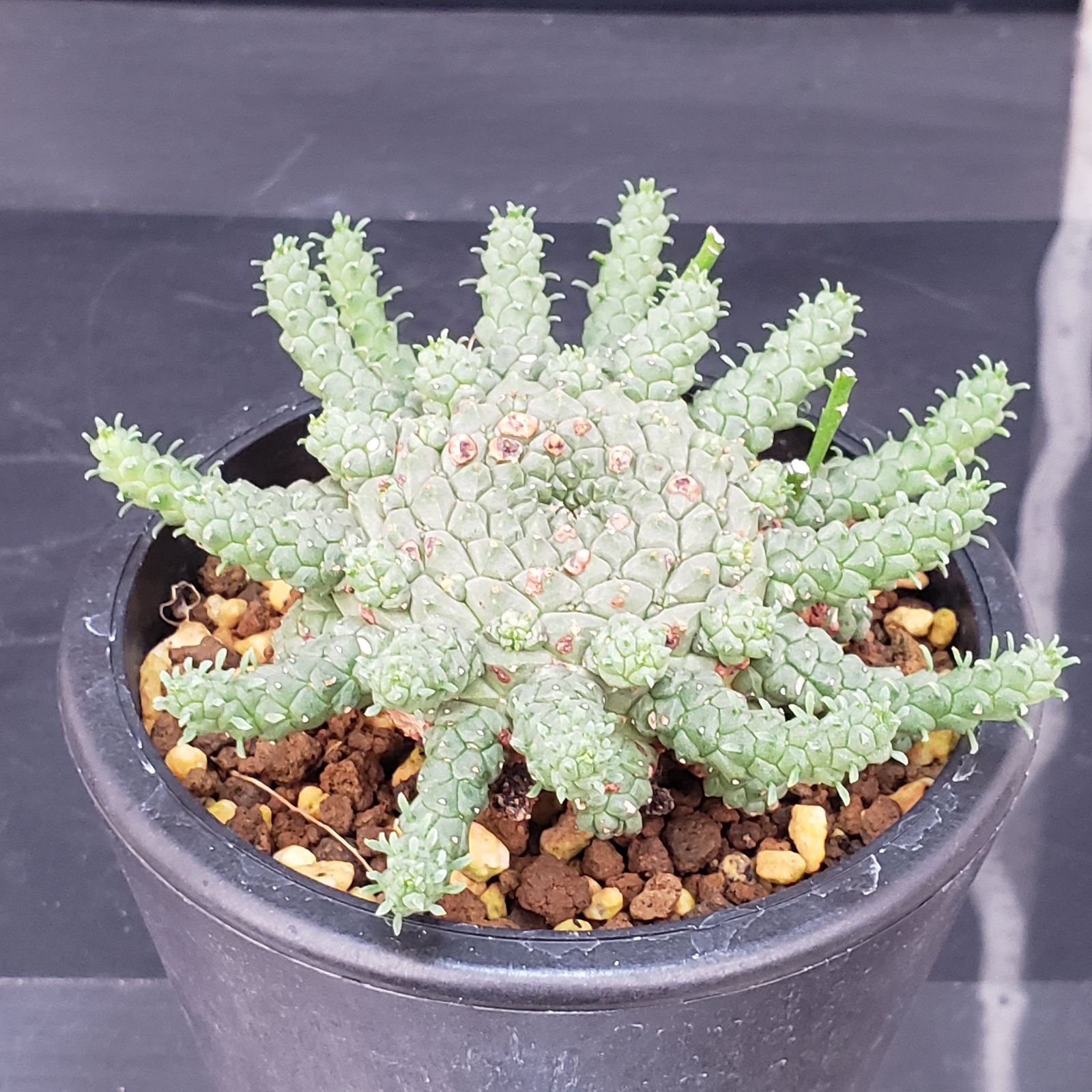 ユーフォルビア　ゴルゴニス　発根済み C349【自社養生株】ユーフォルビア ゴルゴニス（発根株・鉢植え