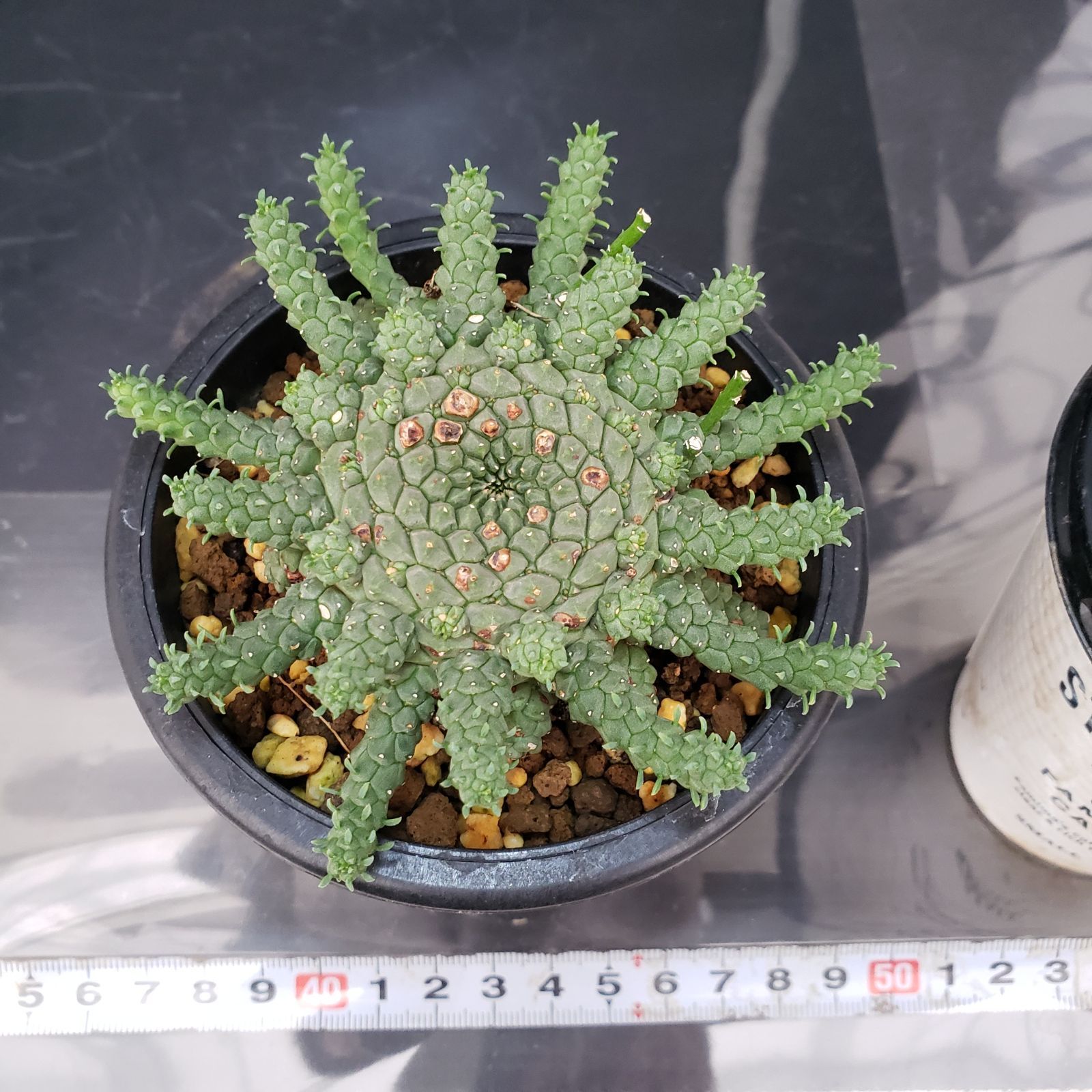 C349【自社養生株】ユーフォルビア ゴルゴニス（発根株・鉢植え