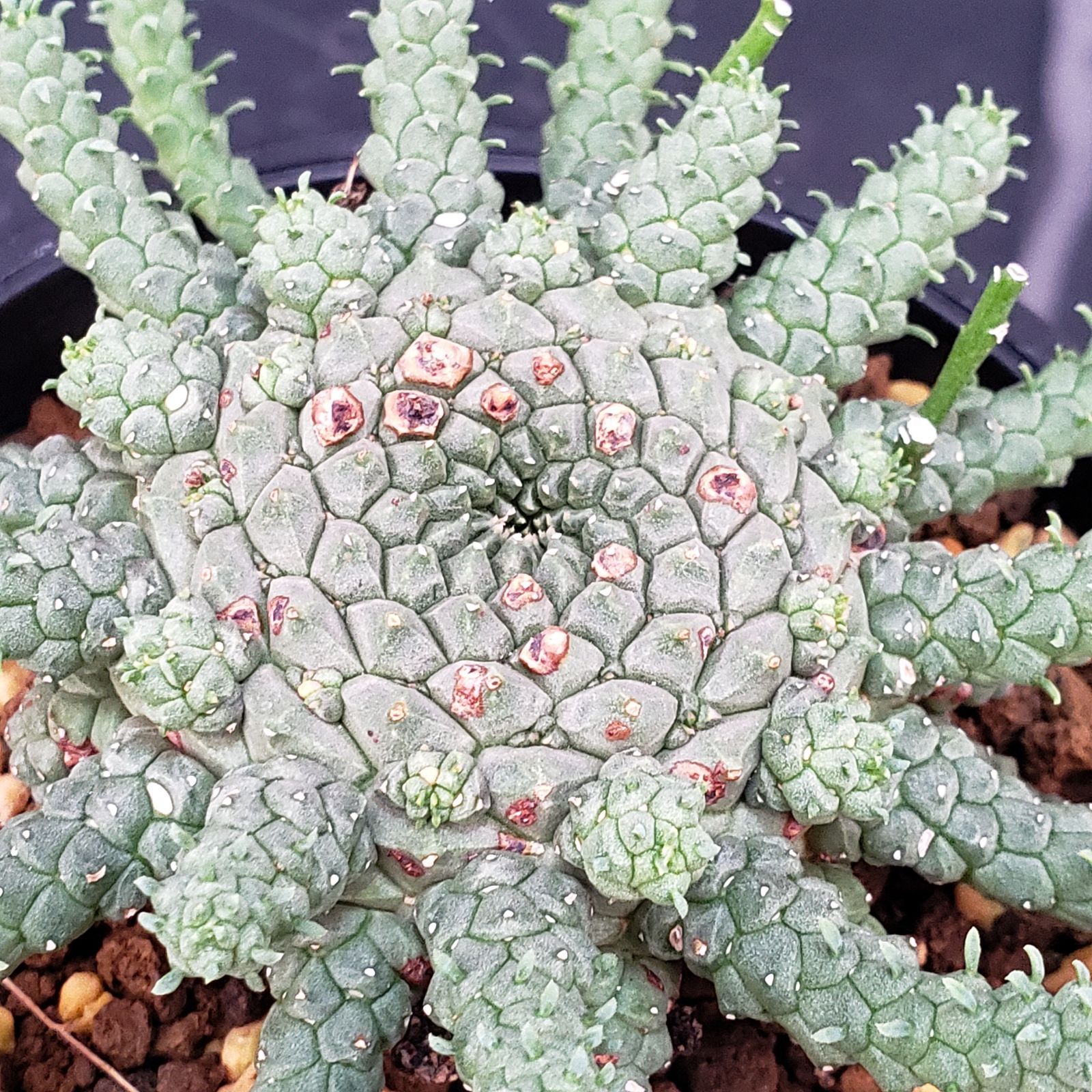 C349【自社養生株】ユーフォルビア ゴルゴニス（発根株・鉢植え