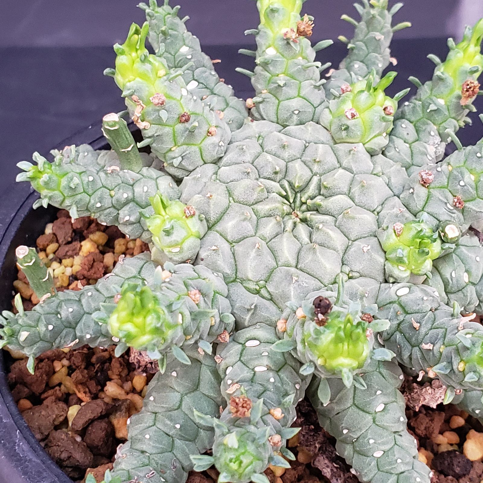 C350【自社養生株】ユーフォルビア ゴルゴニス（発根株・鉢植え