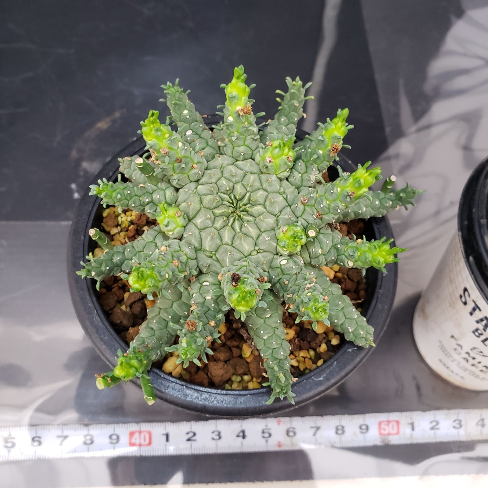 C350【自社養生株】ユーフォルビア ゴルゴニス（発根株・鉢植え